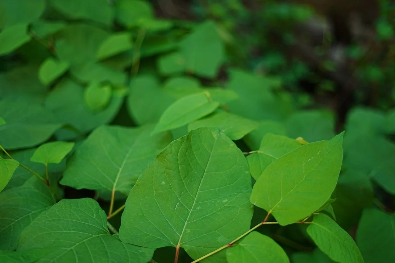 Close-up of bright green leaves, some showing noticeable veins, on a plant.