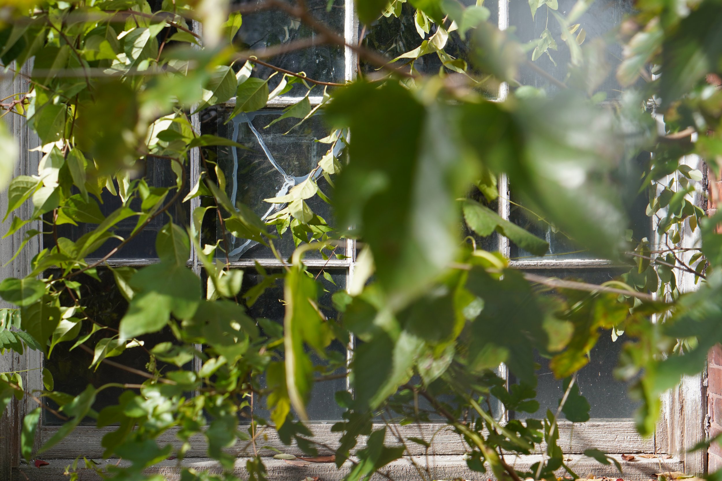 A window with multiple panes, partially obscured by green leaves and branches, with a brick wall visible at the bottom right corner.