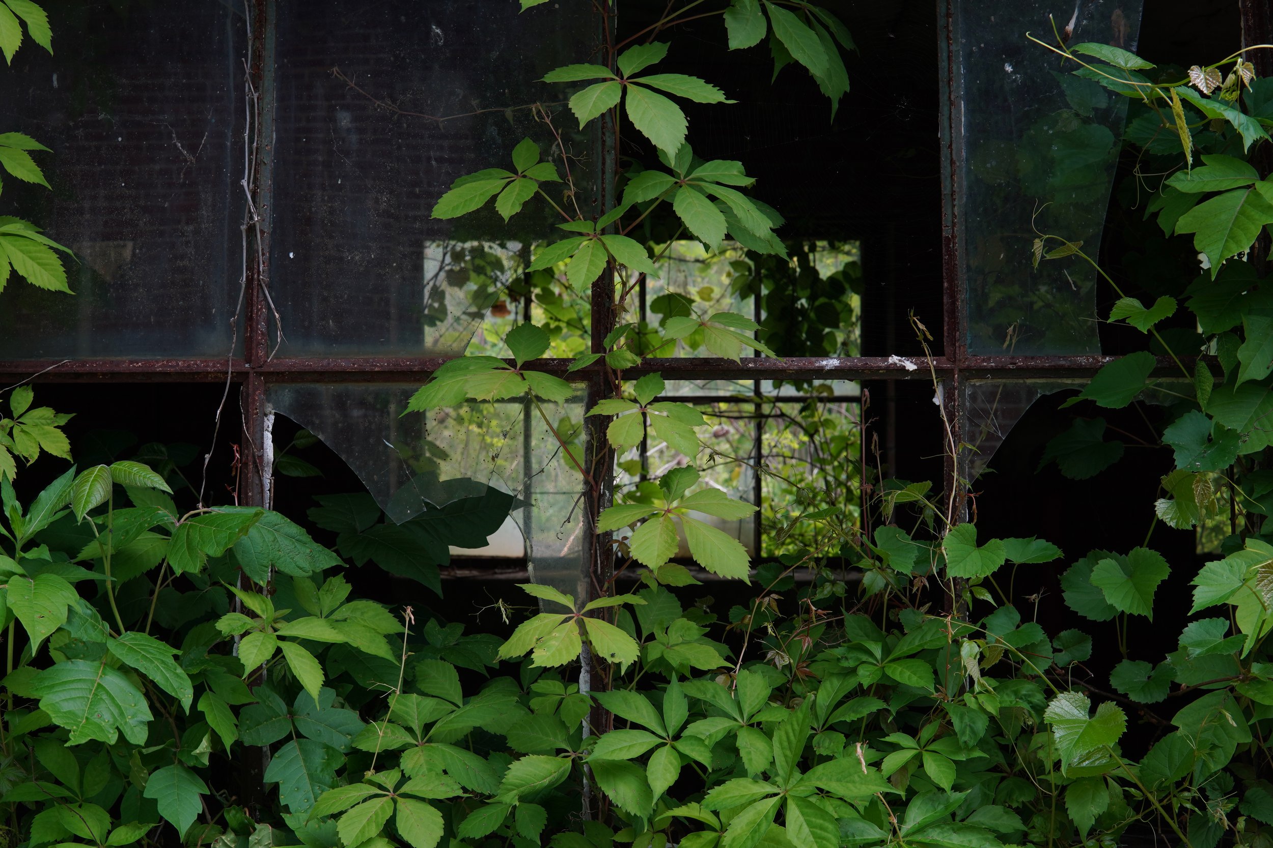 Green vines and leaves growing on a rusty, broken window.