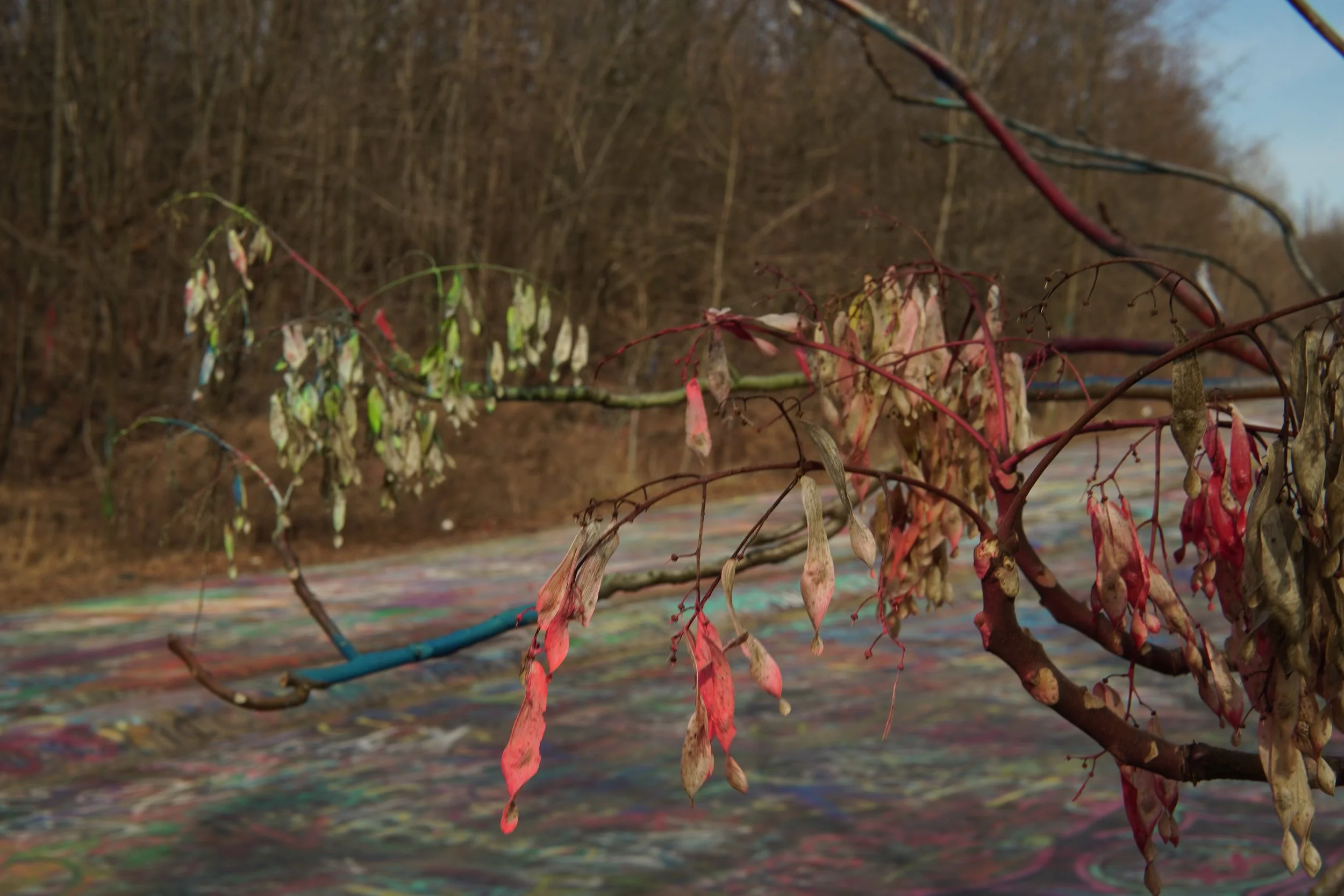 Close-up of withered plants with colorful tags in an outdoor garden or farm during fall or winter, with leafless trees in the background.