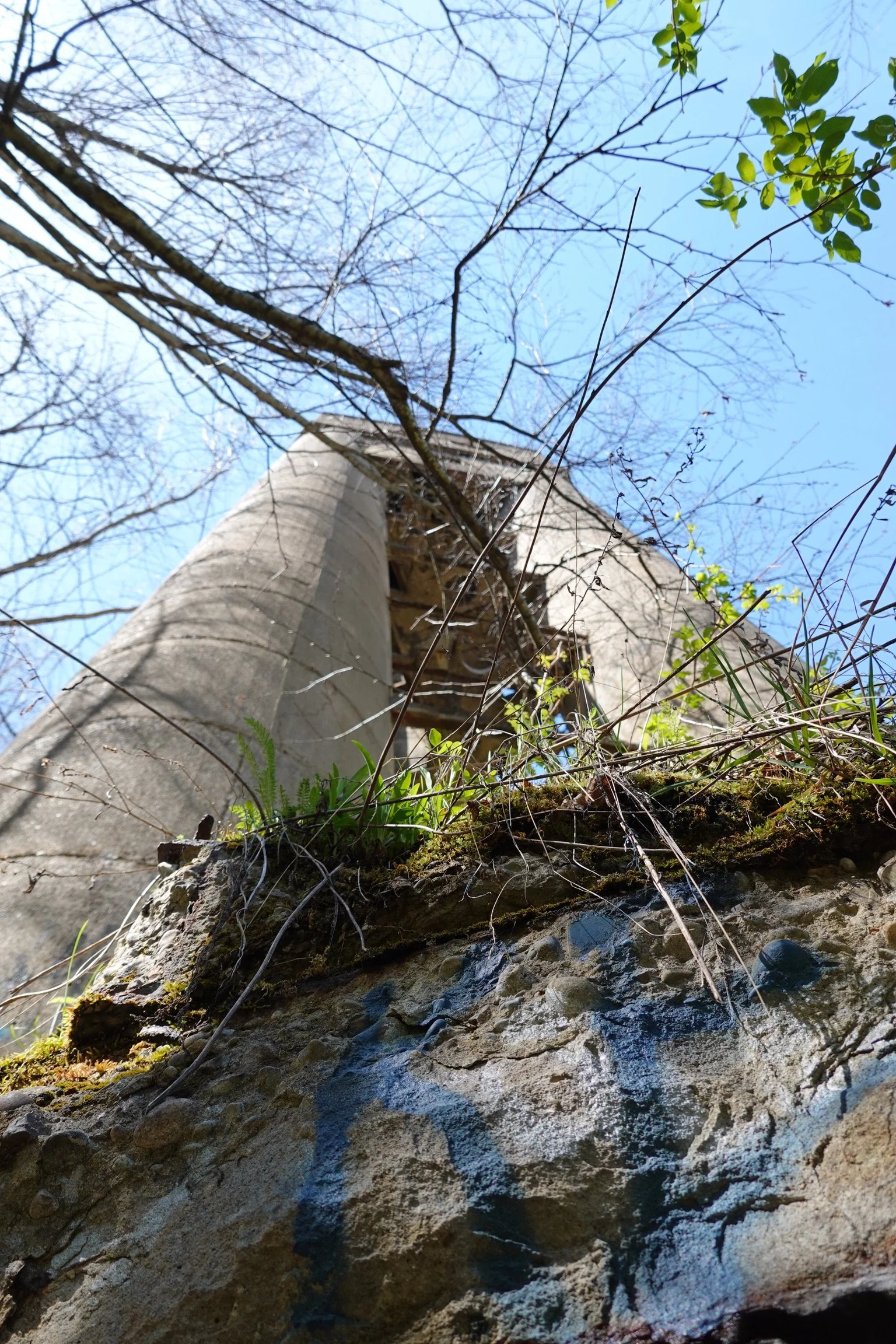 Looking up a tall tree with a thick trunk from the base, with branches extending toward a clear blue sky and some green foliage visible on the right side.