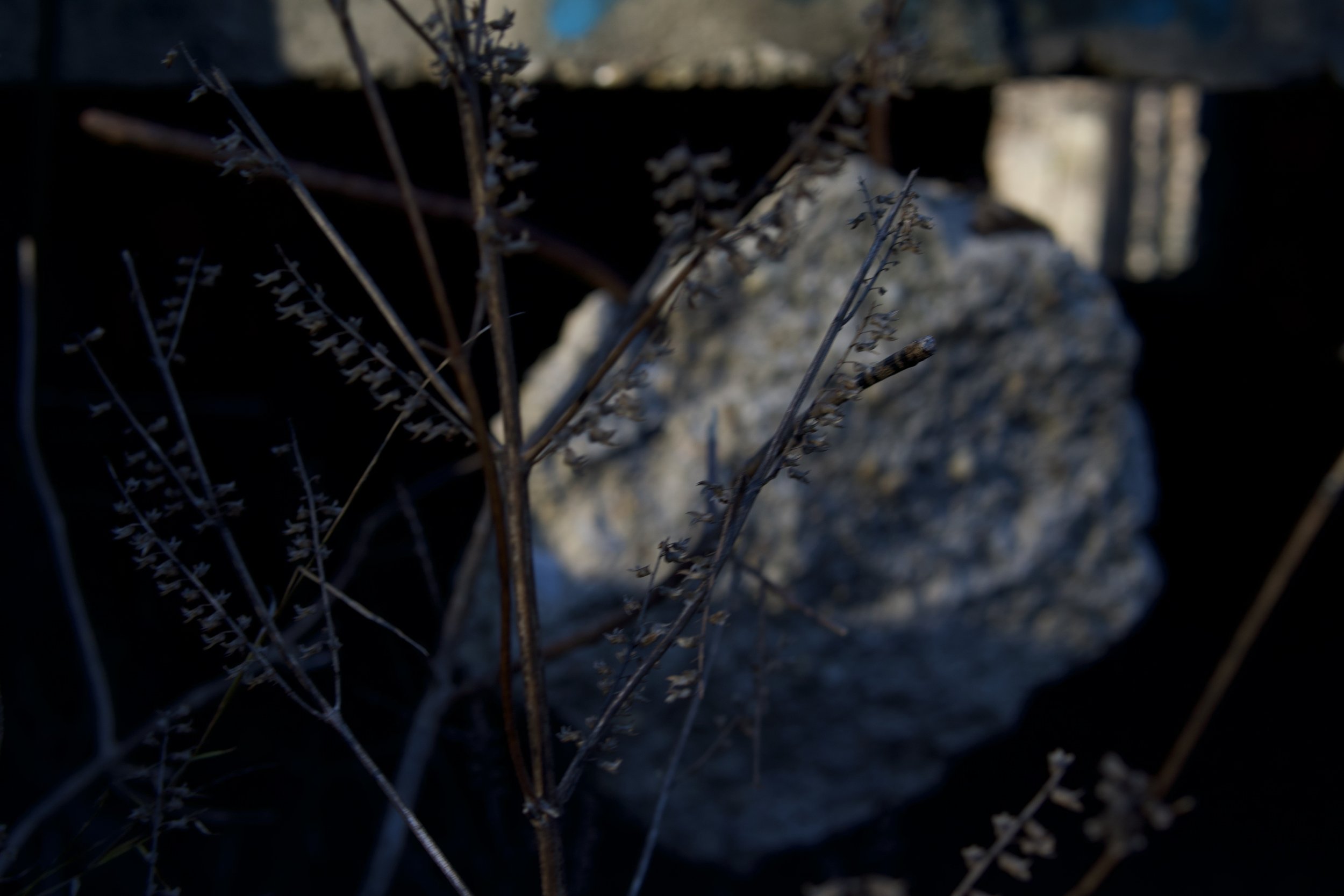 Close-up of dried, brown plant stems with small leaves or seed pods, set against a blurred background of gravel and shadowy area.