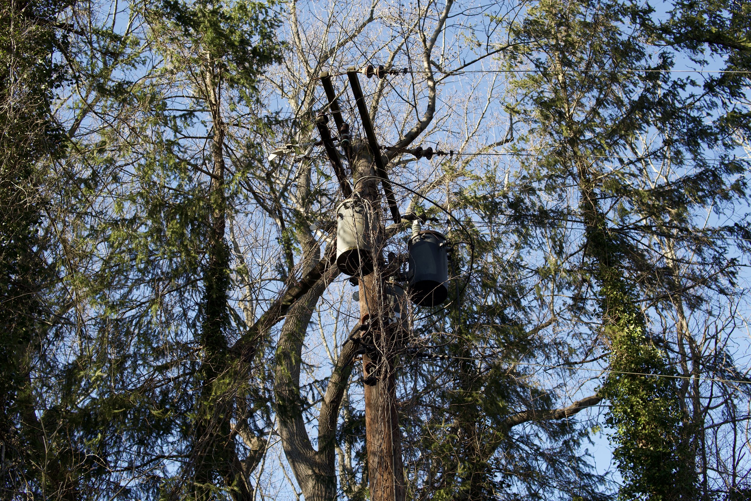 A utility pole with transformers and power lines among tall trees and branches against a blue sky.