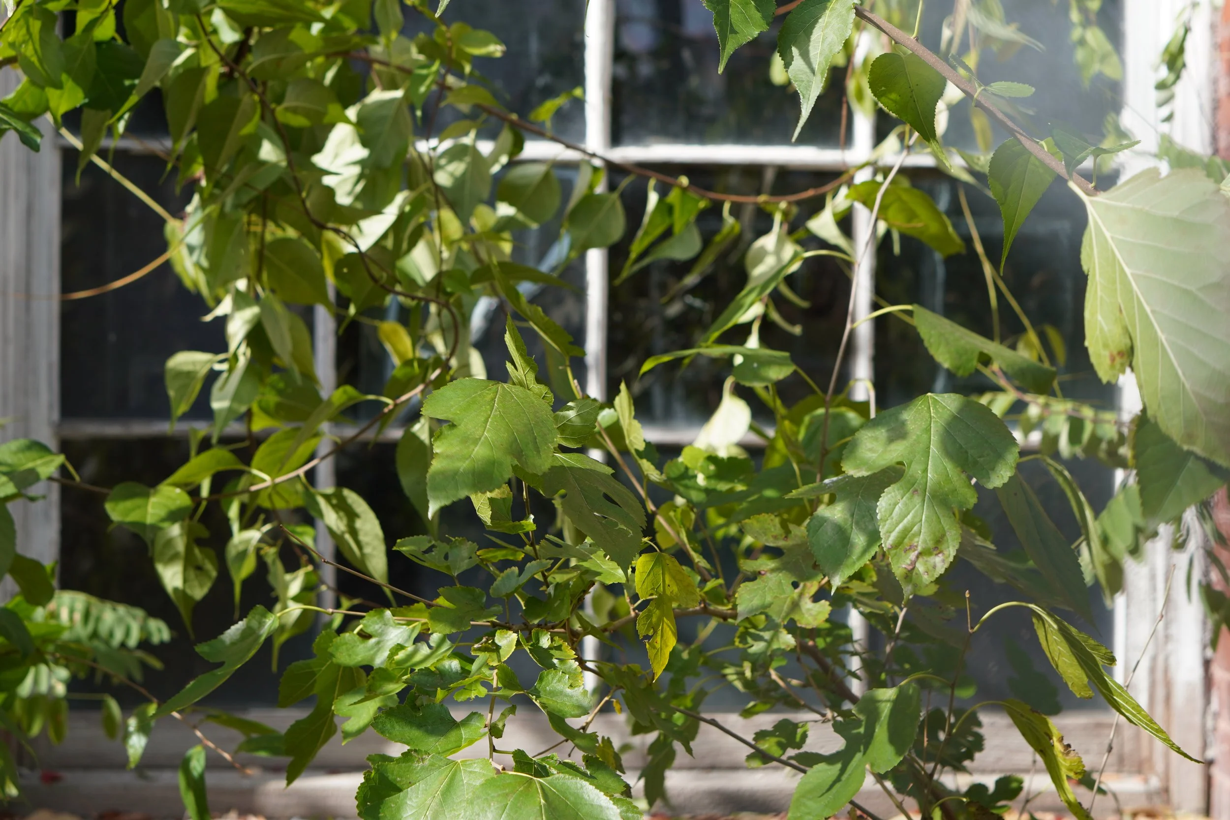 Green leafy vine plant growing outside near a window.