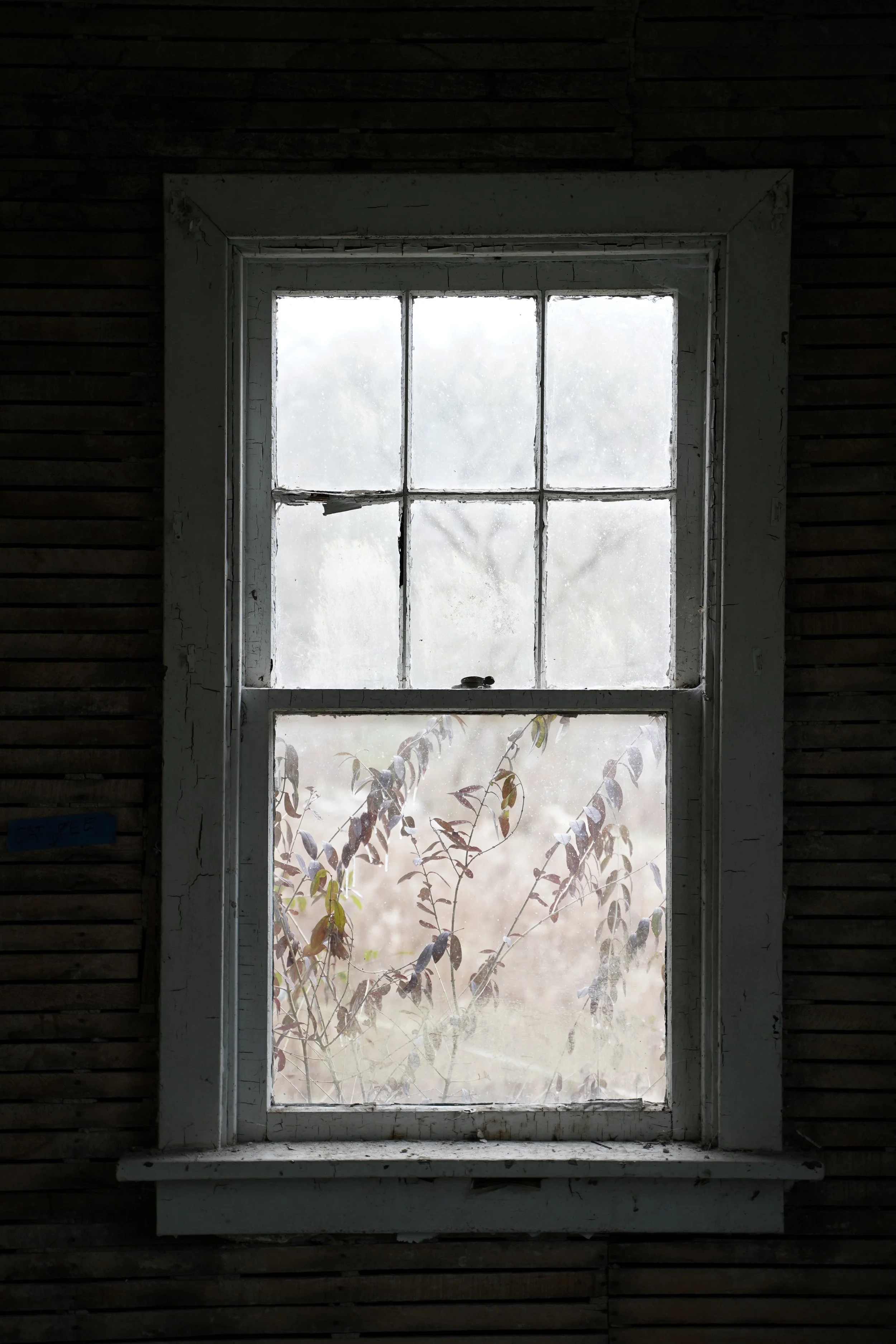 Old, dirty window with multiple panes, surrounded by peeling white paint, with visible leafless branches outside.