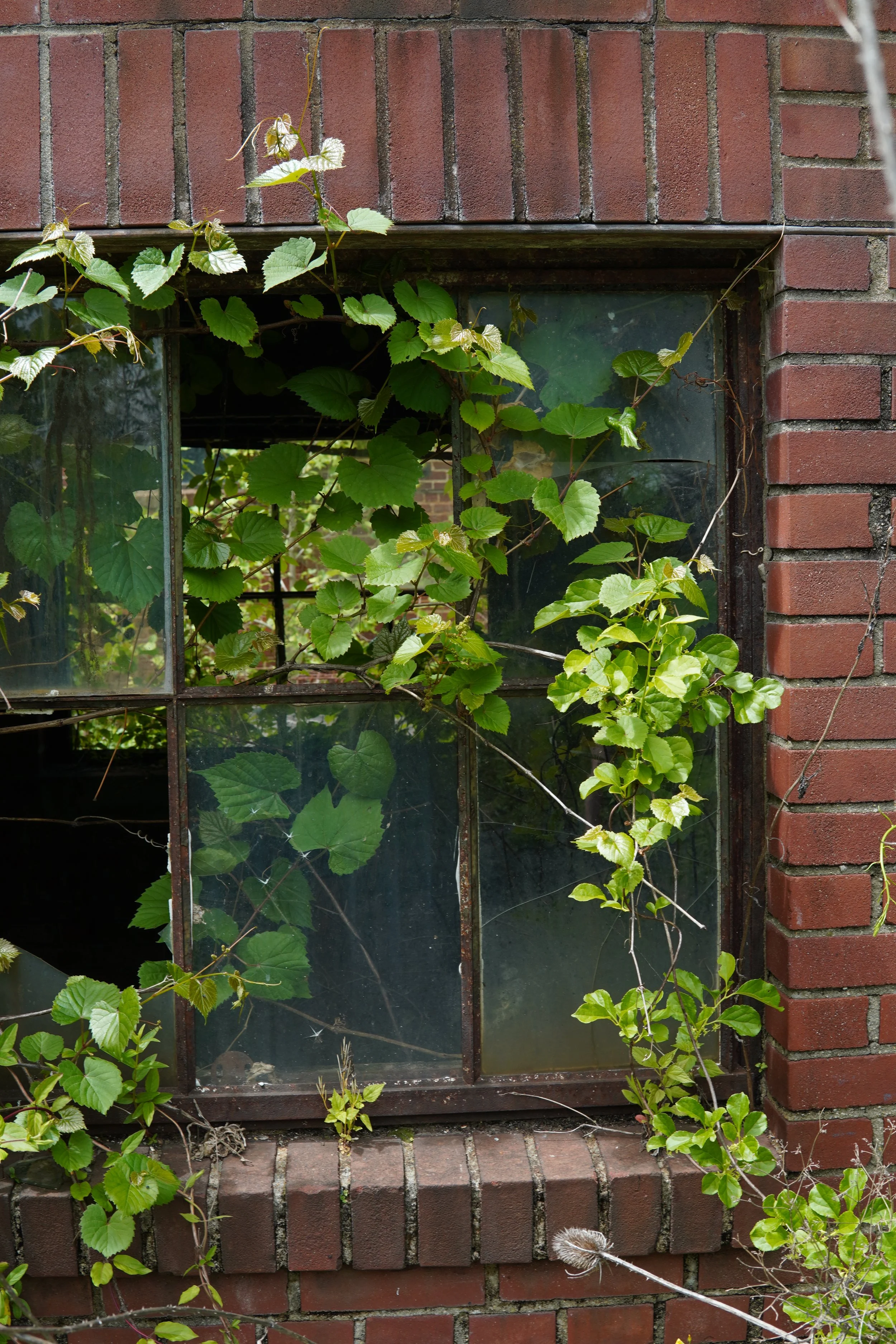 A brick house wall with a window, through which green climbing plants with broad leaves are visible.