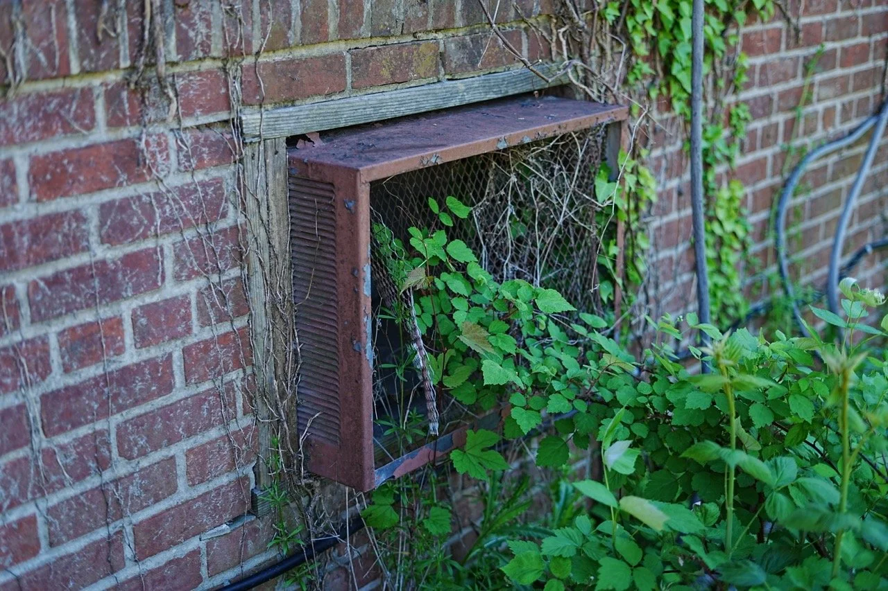 A garden vent on a brick wall with green plants growing through a rusted wire mesh covering the opening.