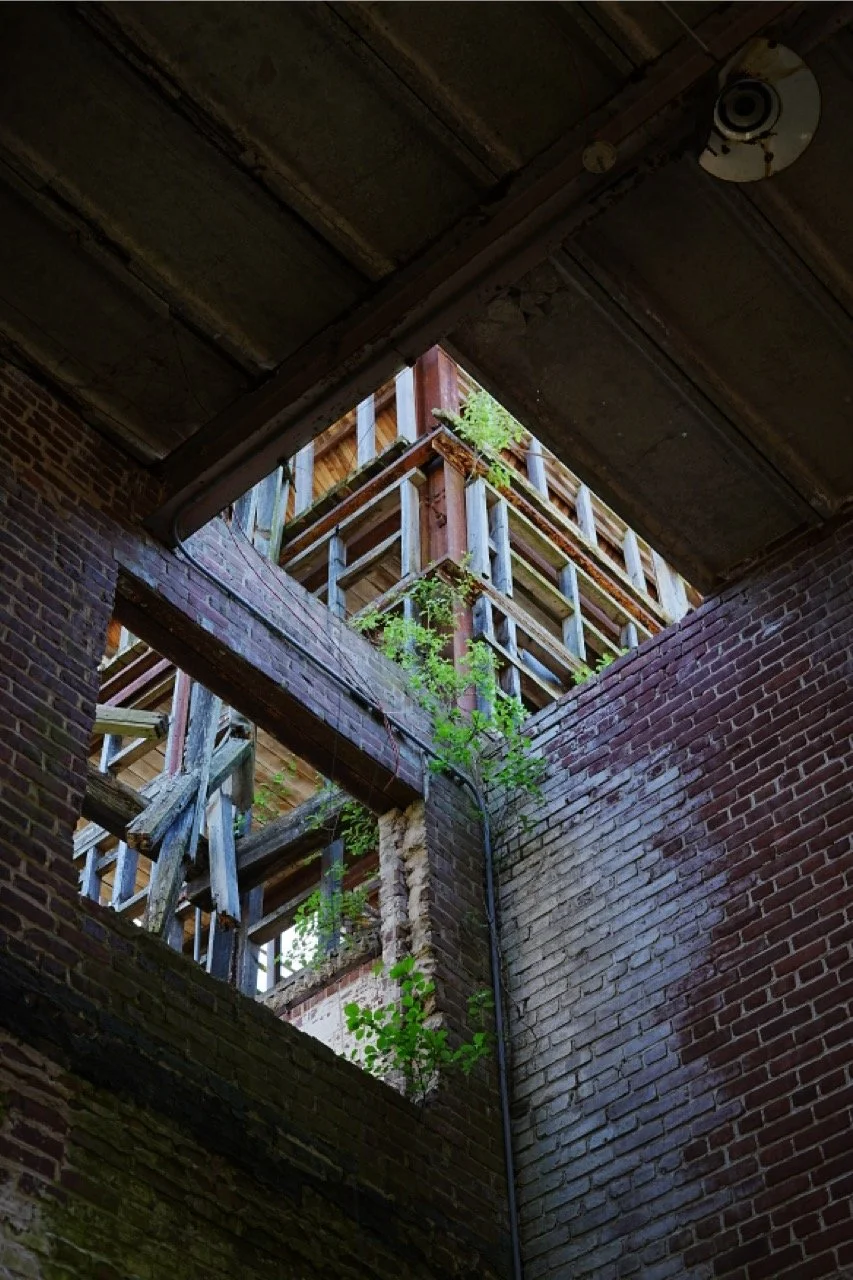An abandoned brick building with broken windows and a wooden fire escape overgrown with green plants.