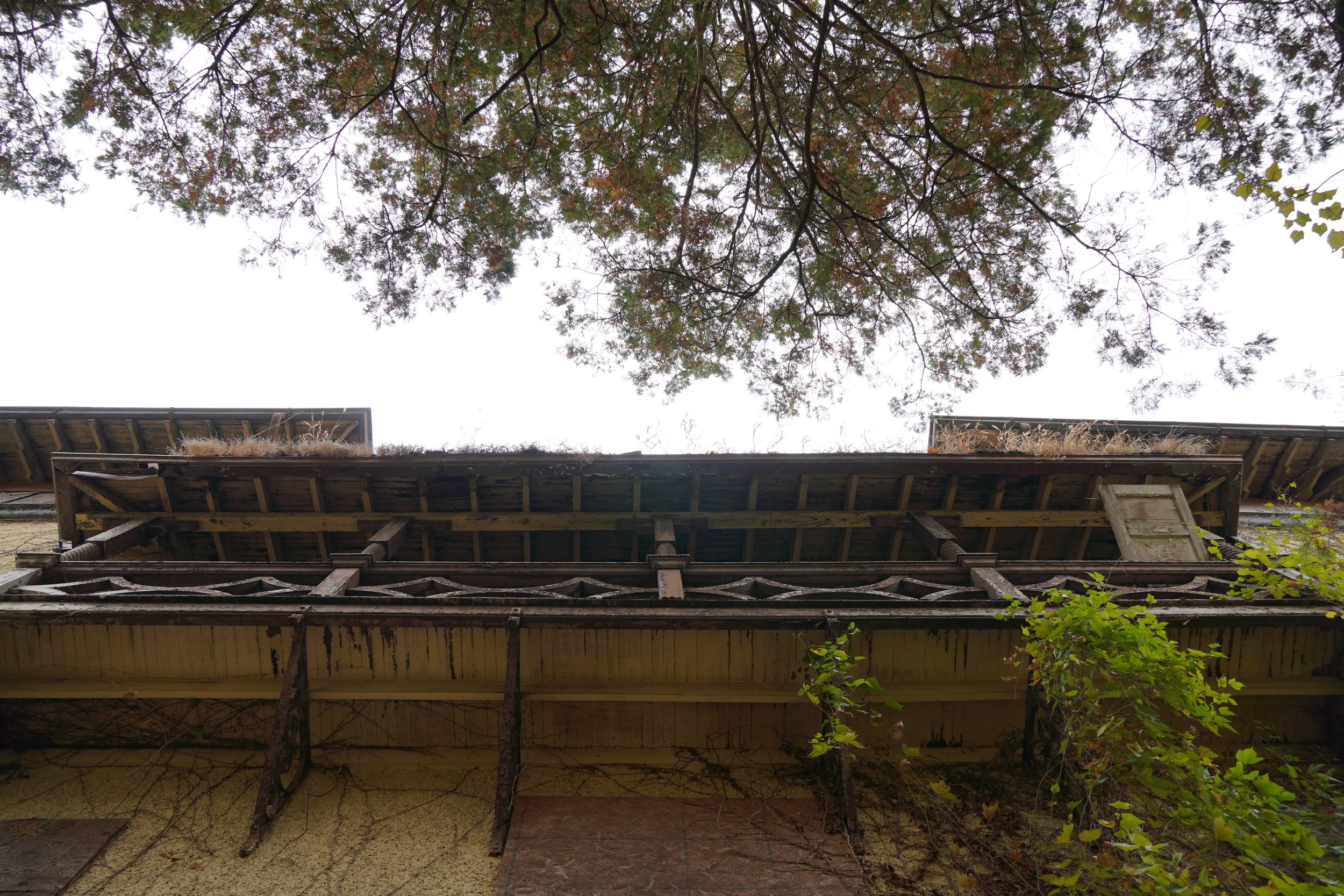 Looking up at a tree canopy through the opening of a wooden structure with a roof, surrounded by green foliage.