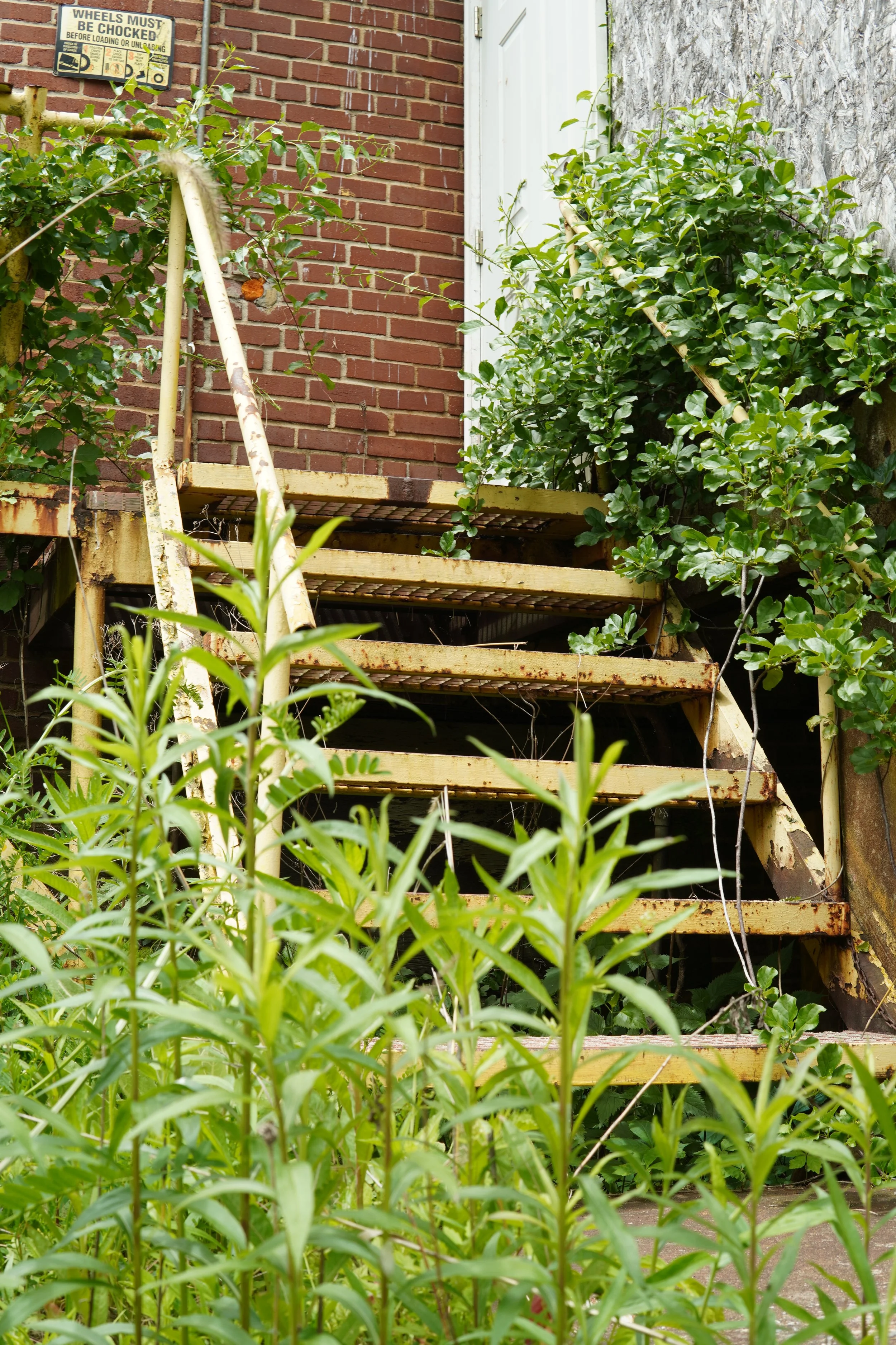 Rusty outdoor metal staircase with green plants and bushes growing around it, brick building wall in the background.