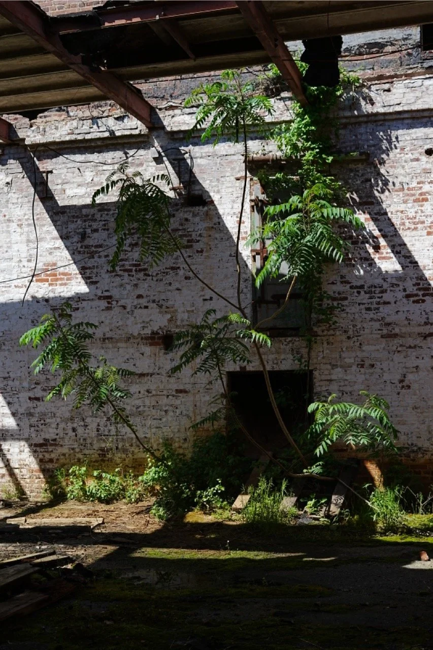 An old brick wall with a window, partially covered with green plants and vines, under a damaged roof with sunlight casting shadows.