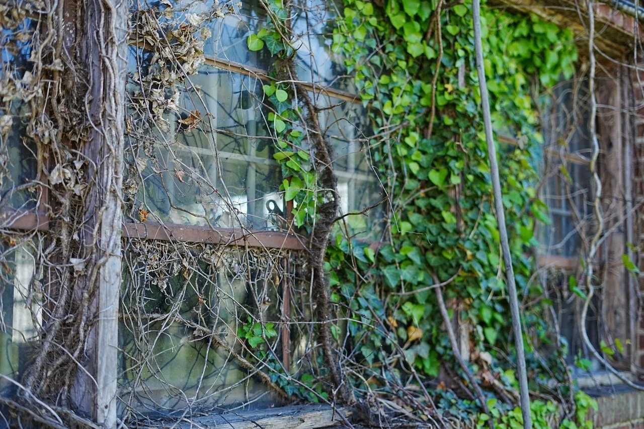 The exterior of a building covered with vine plants and greenery, with a window and wood framing.