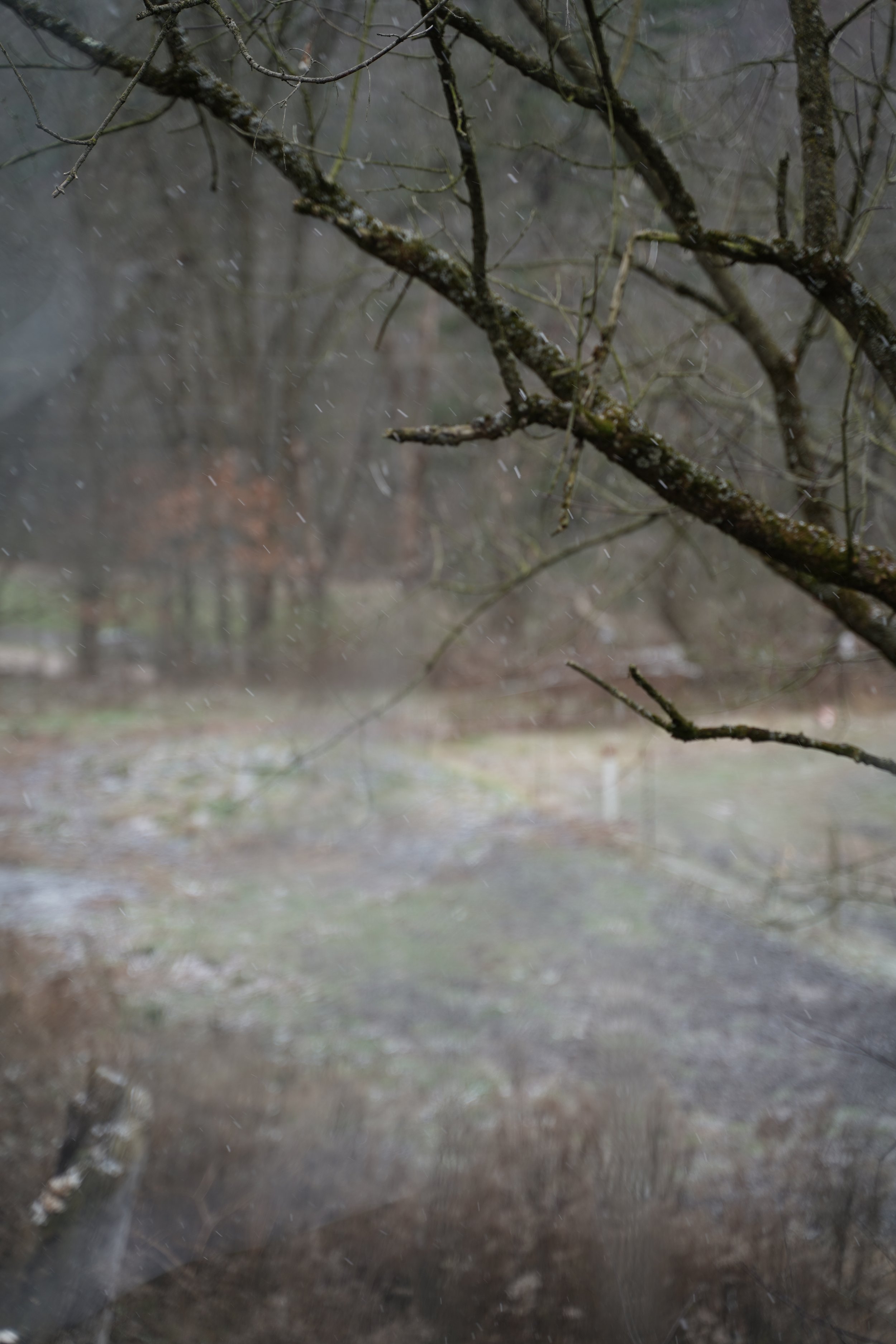 A rainy outdoor scene with tree branches in the foreground and a blurred landscape in the background. Raindrops are falling.