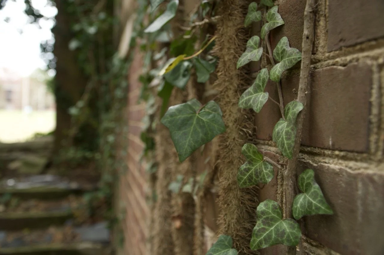 Close-up of green ivy growing on a brick wall.