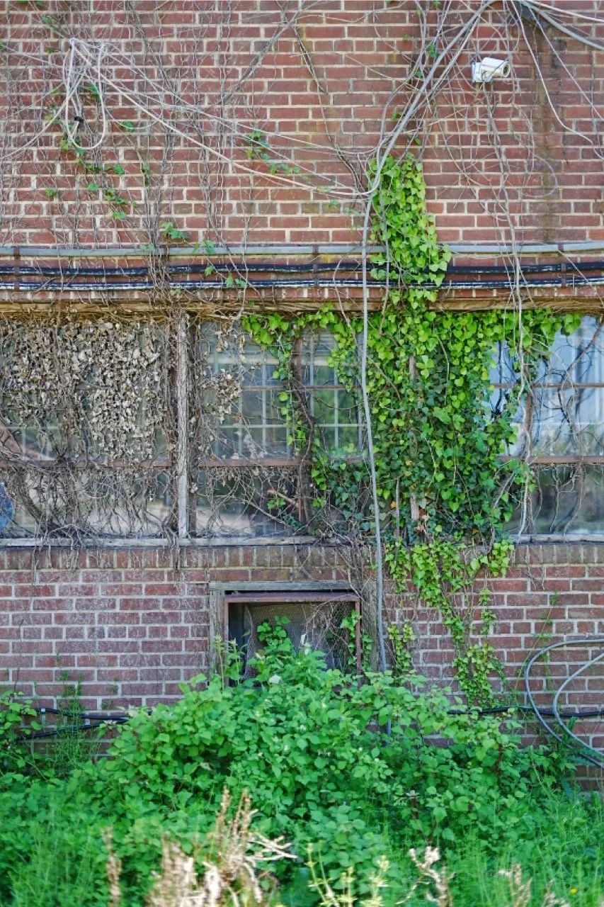 A brick building with a large window covered in vines and plants, some dried and some green, with various wires and a security camera installed on the wall.