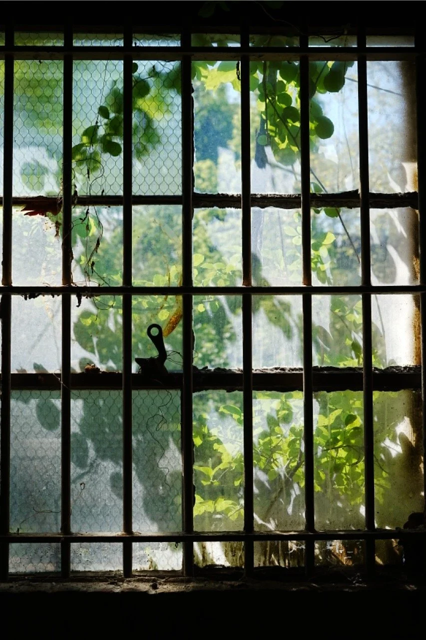 View through an old window with metal bars and mesh, revealing green foliage outside, with sunlight filtering through the leaves.