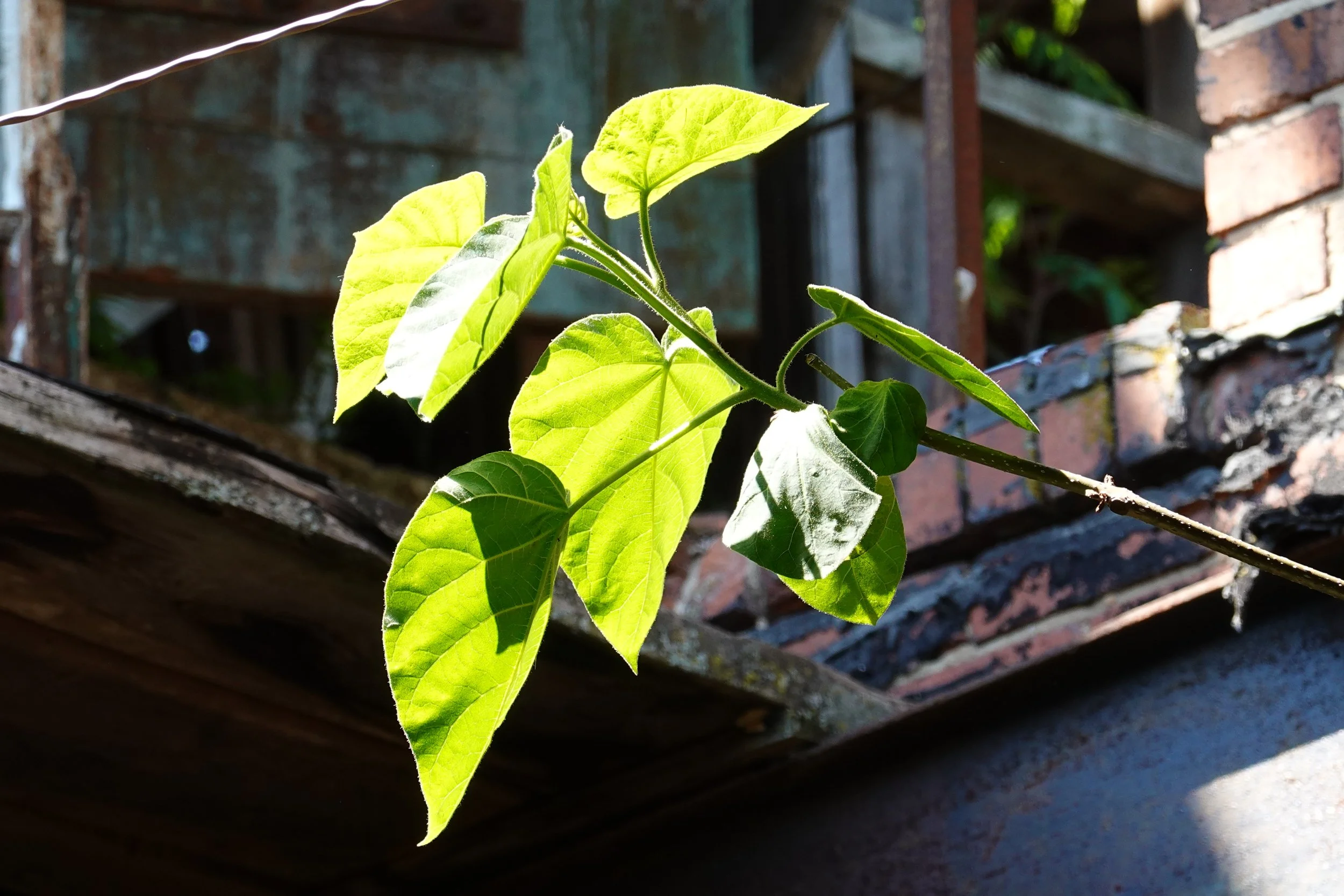 Close-up of a green leafy plant growing from a pile of bricks and other debris, with sunlight illuminating the leaves.