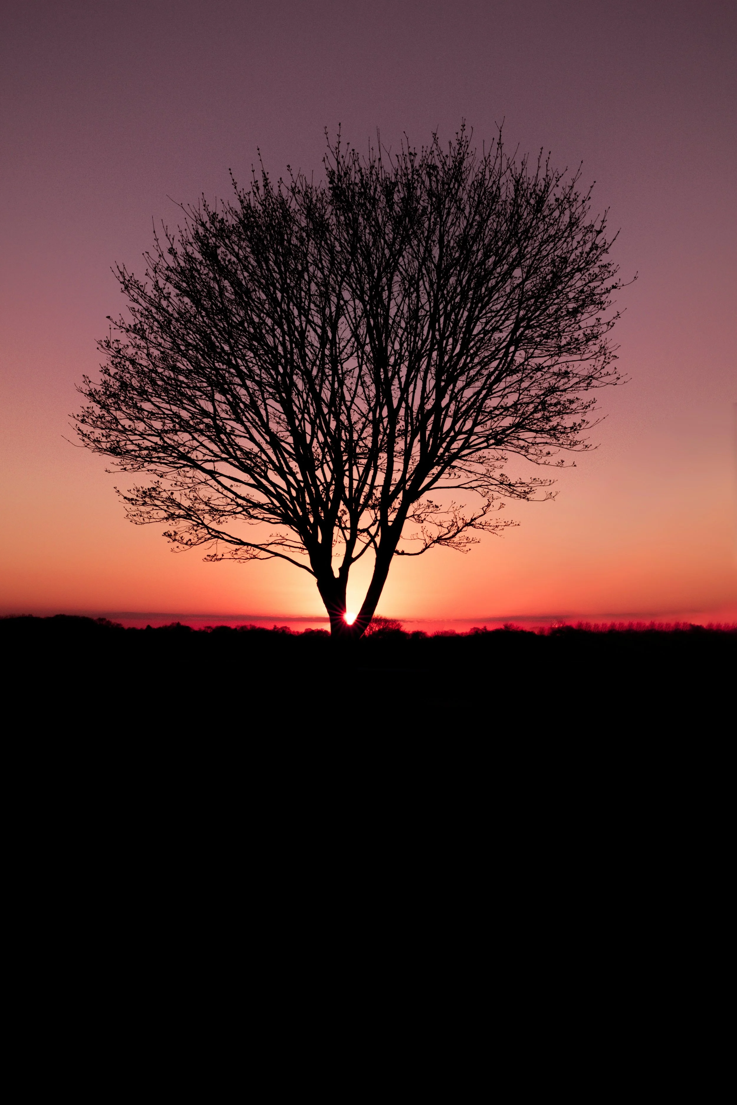 Silhouette of a bare tree against a warm sunset sky