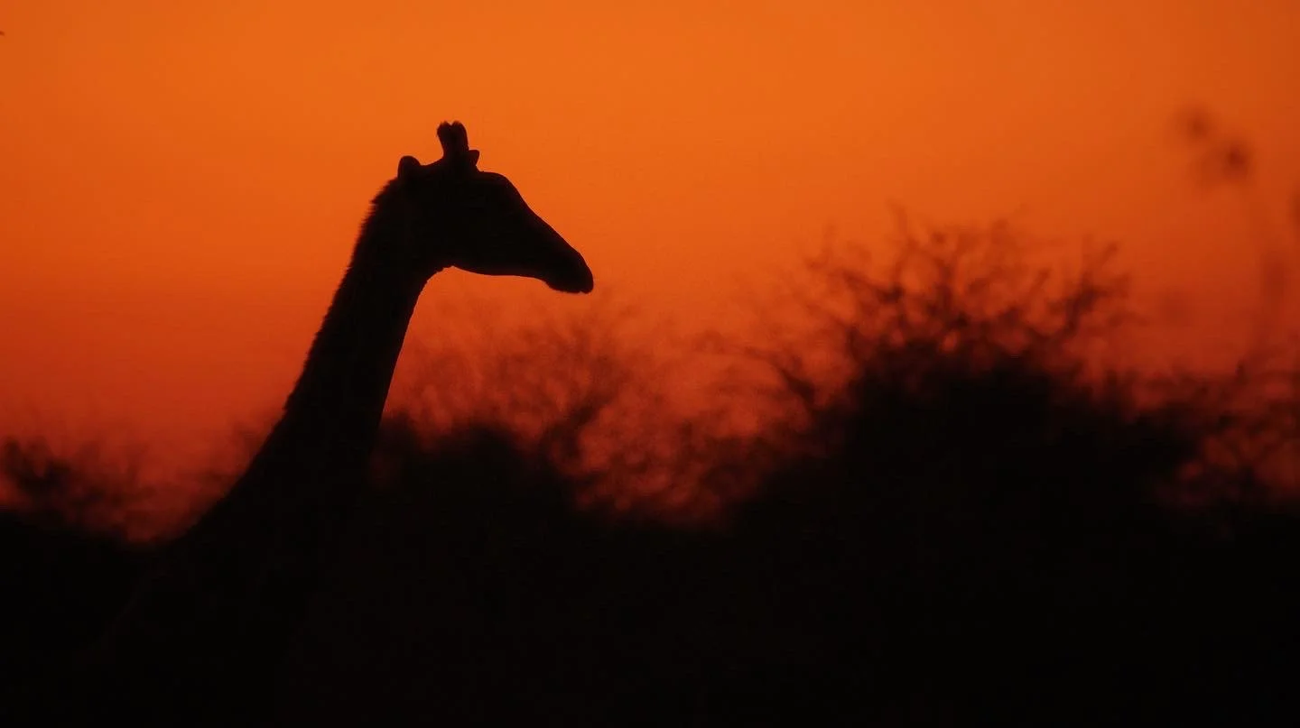 CNN Inside Africa I Namibia's Giraffes