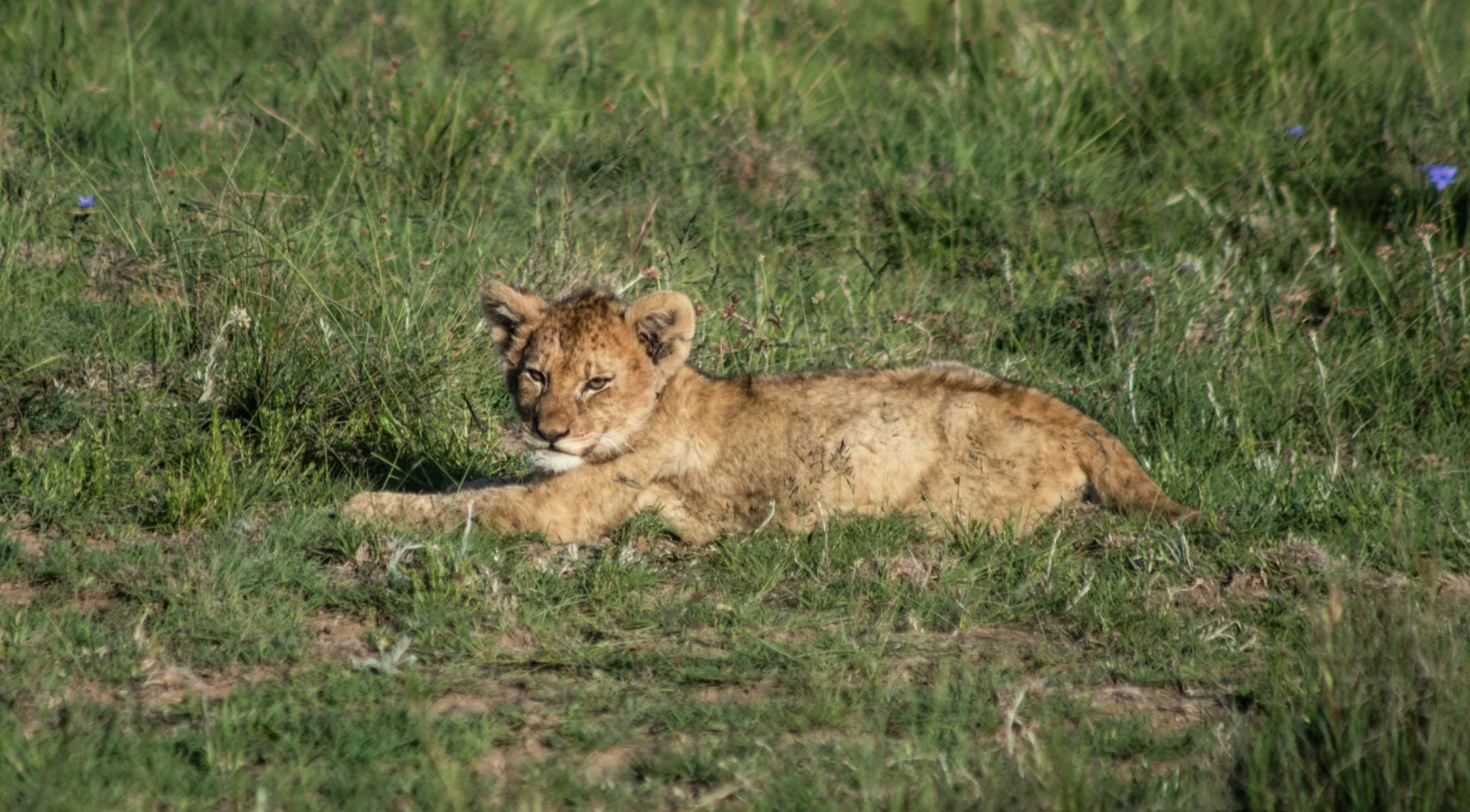 CNN Call to Earth x Rolex I A Rewilding Journey