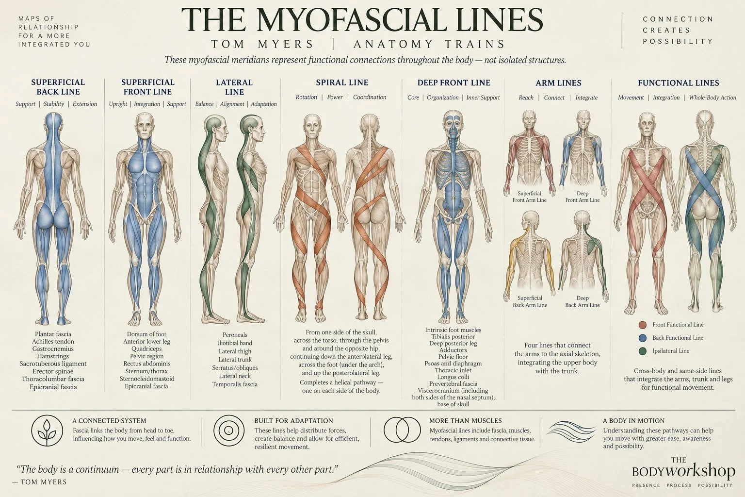 This is the fascia highway system in our bodies. Made of collagen, fascia is the connective tissue that supports our body in movement and stillness and creates tensegrity (tension/integrity) so that we can be an individual body in space without colla