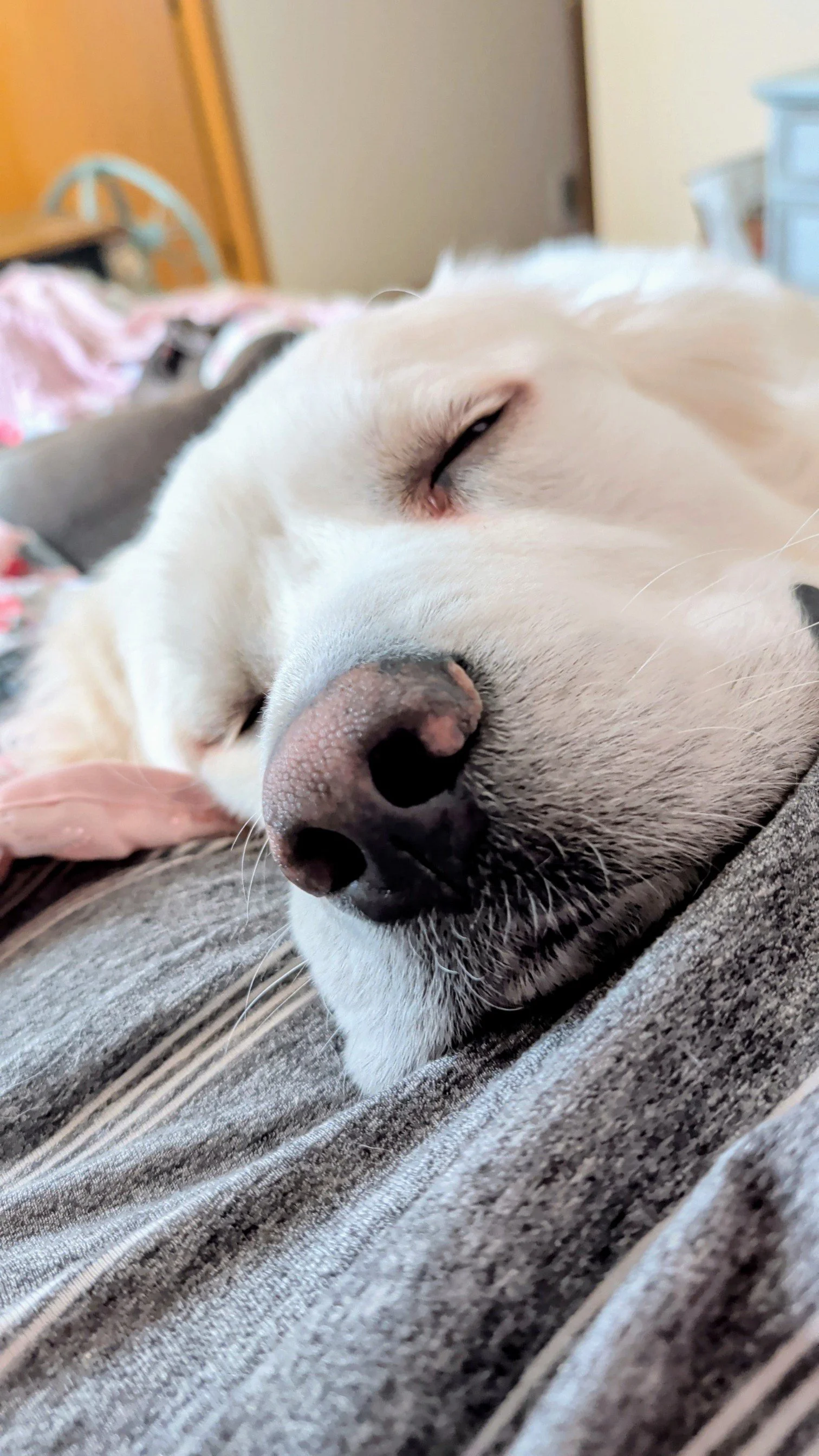 Close-up of a white dog with closed eyes, resting on a textured gray surface with a blurry indoor background.