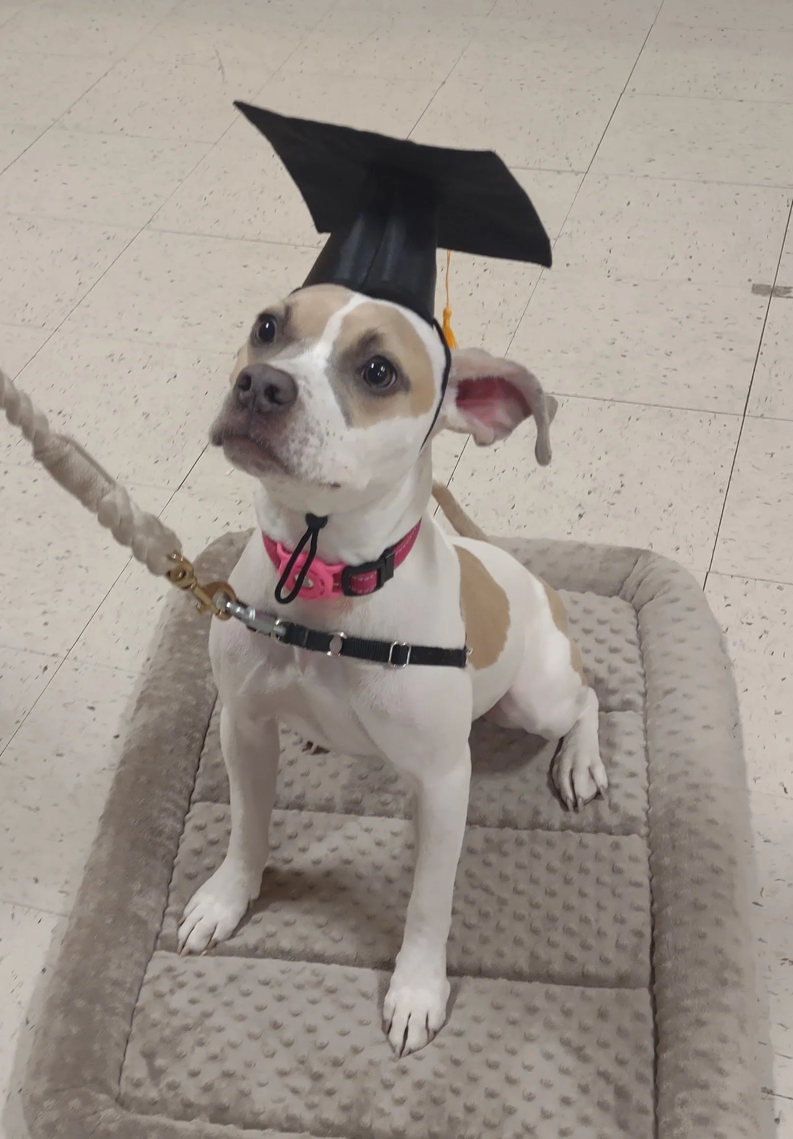 Canine College