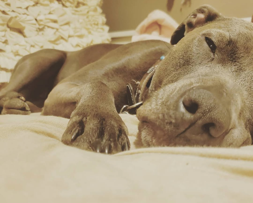 Image of a brown pitbull laying on a bed. Her eyes are half-open and looking into the camera.