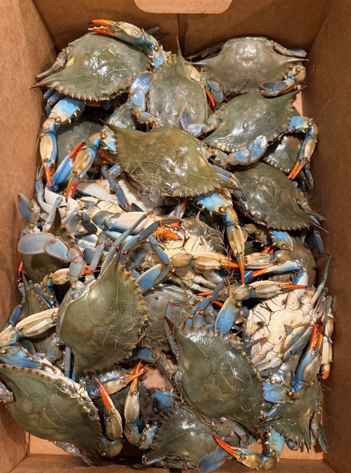 Maryland-Style Steamed Blue Crabs