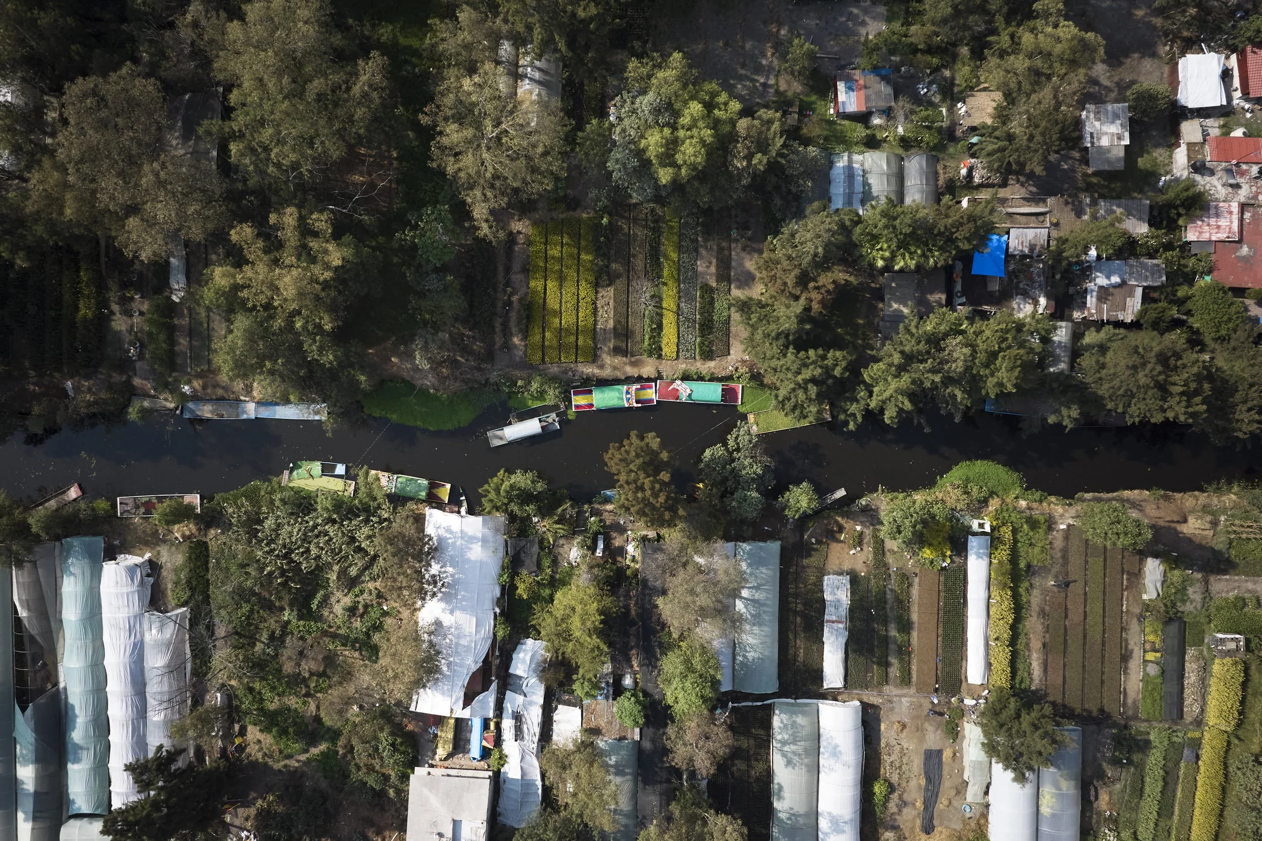 Although restricted, urban development steadily continues inside the Chinampas for a
variety of reasons. For instance, with the installation of polytunnels that develop into
more permanent agricultural buildings (like the ones seen here amongst rows 