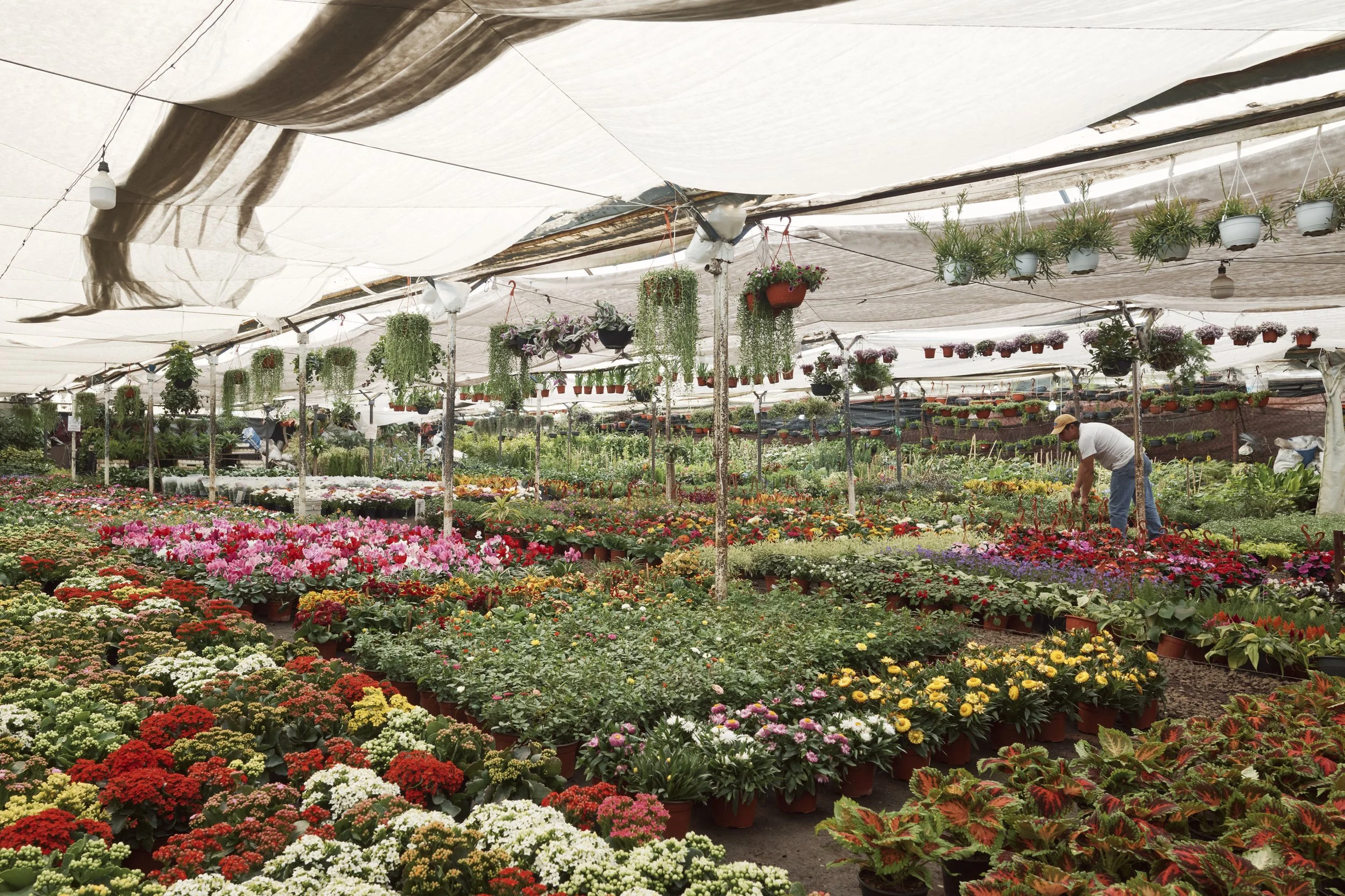 The name Xochimilco comes from the Mexica language of Nahuatl, roughly translating
into English as 'where flowers grow', and today floriculture plays a large part of the local
economy. However, the majority of flowers now produced in the Chinampas ar