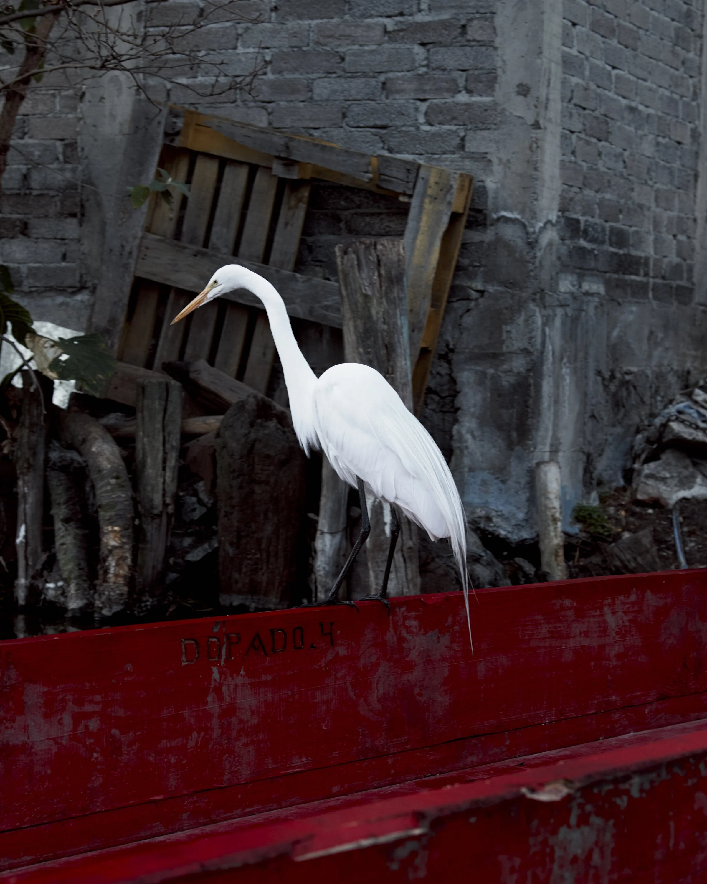 A great egret perches on a traditional ‘canoa’, used by Chinampero farmers to transport
produce from their farms into town. The canal system in the Chinampas is a haven for
aquatic wildlife and birds, even here in the more urbanised and polluted cana