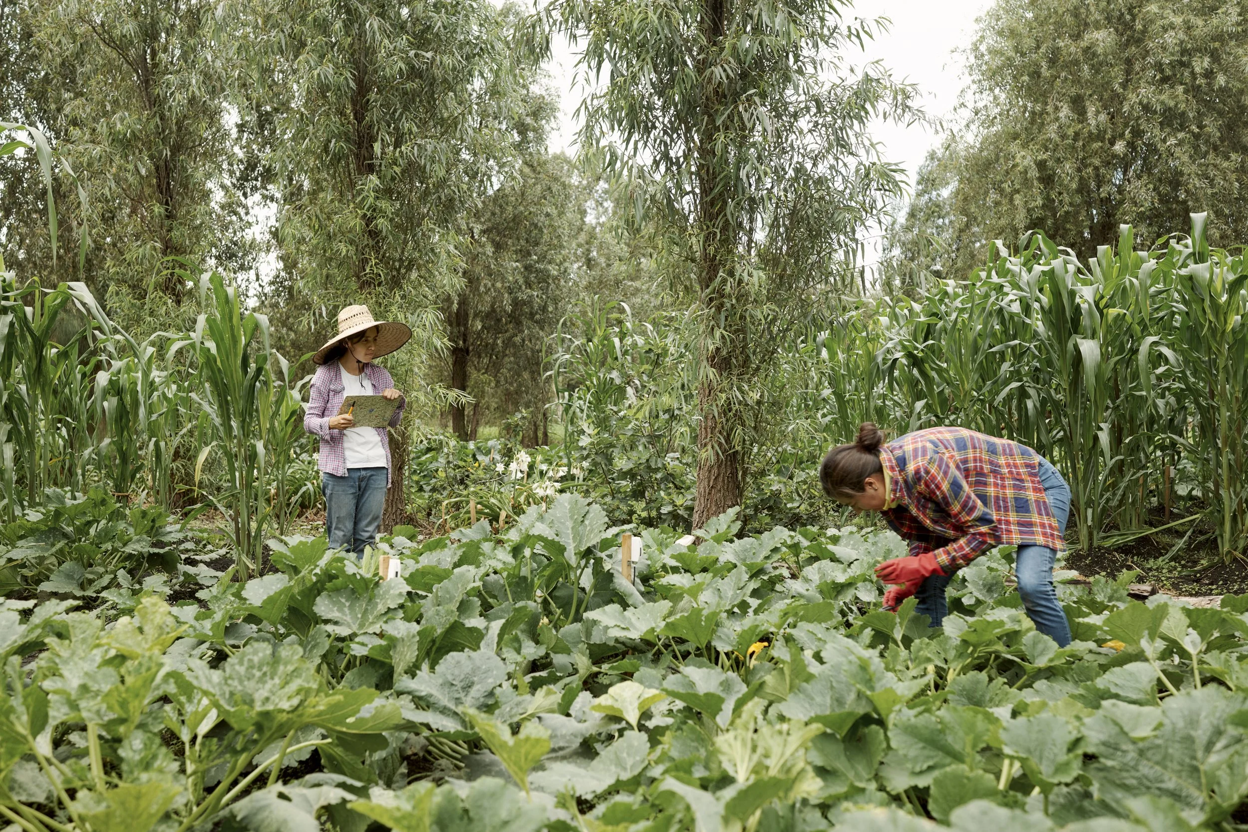 PhD candidate in Biological Sciences at the National Autonomous University of Mexico,
Clara López Marmolejo (left), has been collaborating with the Tlamachtiloyan
Chinampaneca farming school to research the ecological processes that occur within a
tr