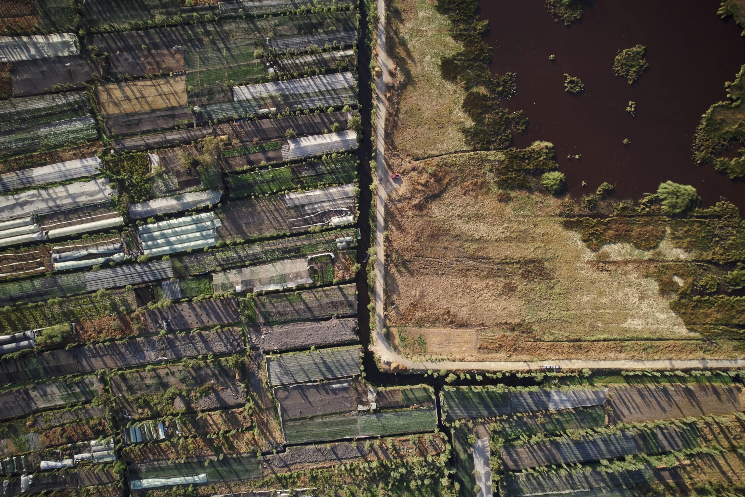 Slender ahuejote trees cast shadows across tightly packed chinampas in the more
industrious agricultural areas around San Gregorio Atlapulco, on the southern edge of
the Chinampas wetland and ecological reserve.
While the ahuejote’s branches and leav