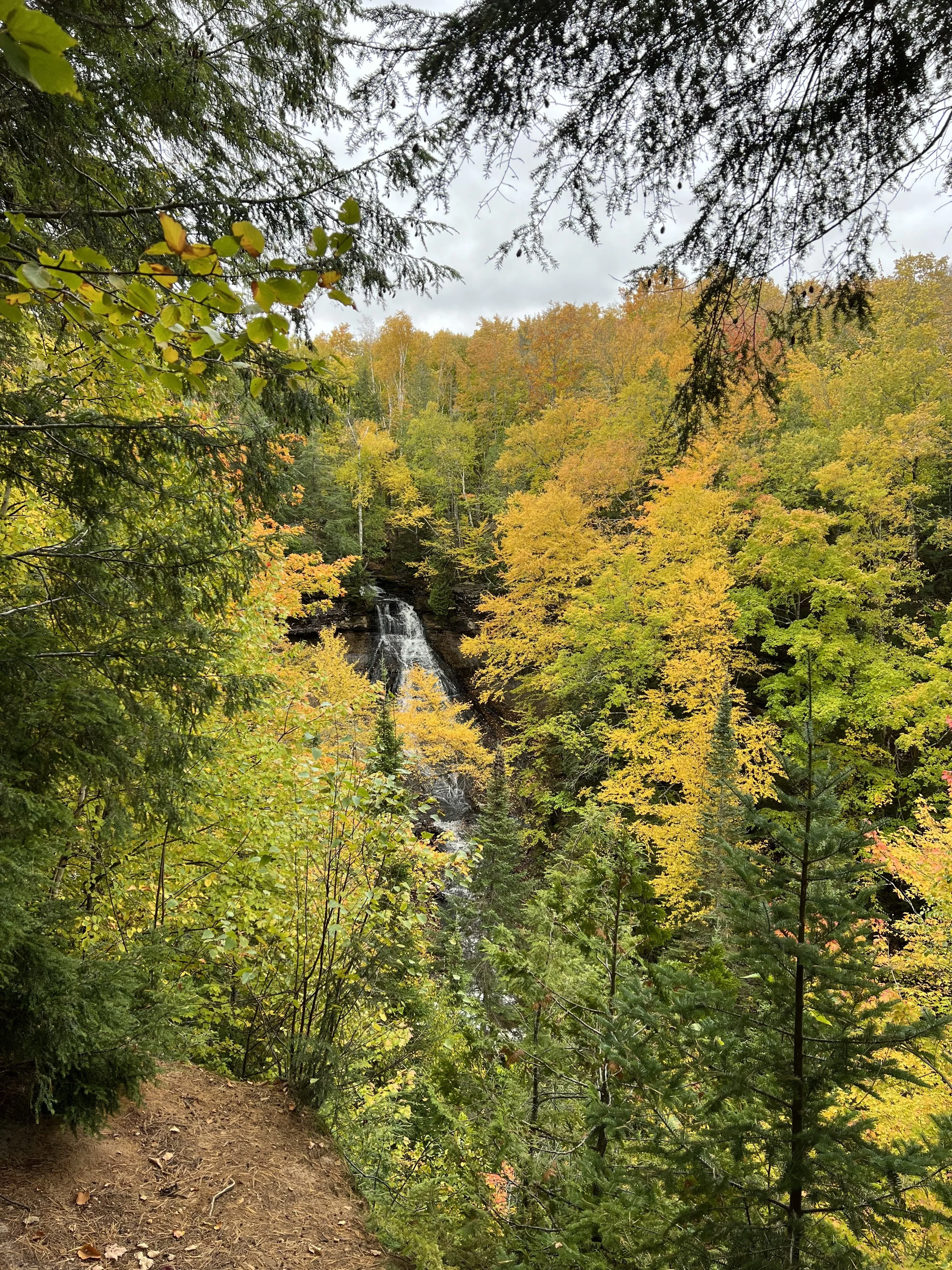 fall color leaves that are yellow and green with word about written in white overlayed