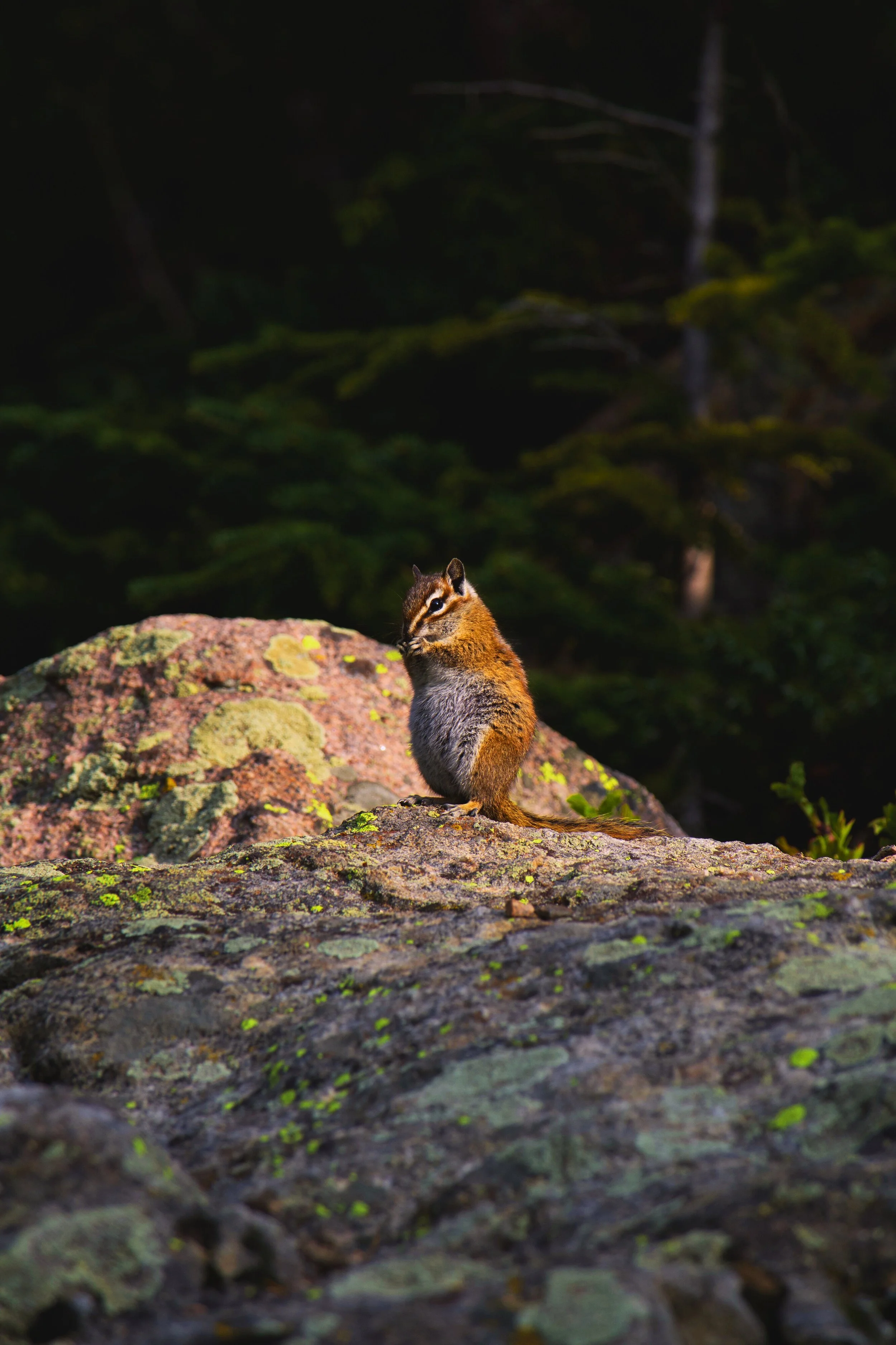 A chipmunk standing on a moss-covered rock in a forested area in low light.