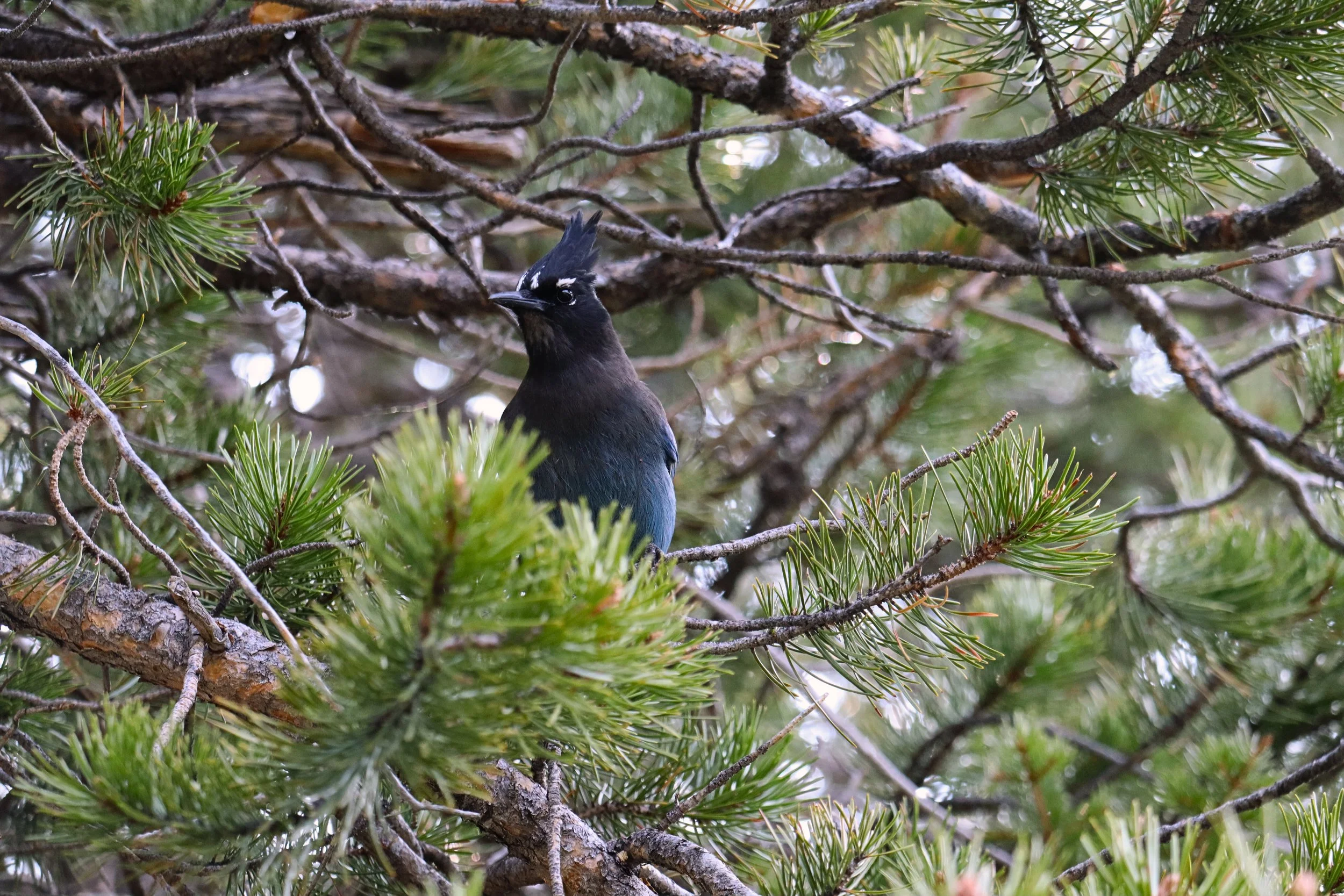 A Steller's Jay perched on a branch high in a pine tree, surrounded by green pine needles and branches.