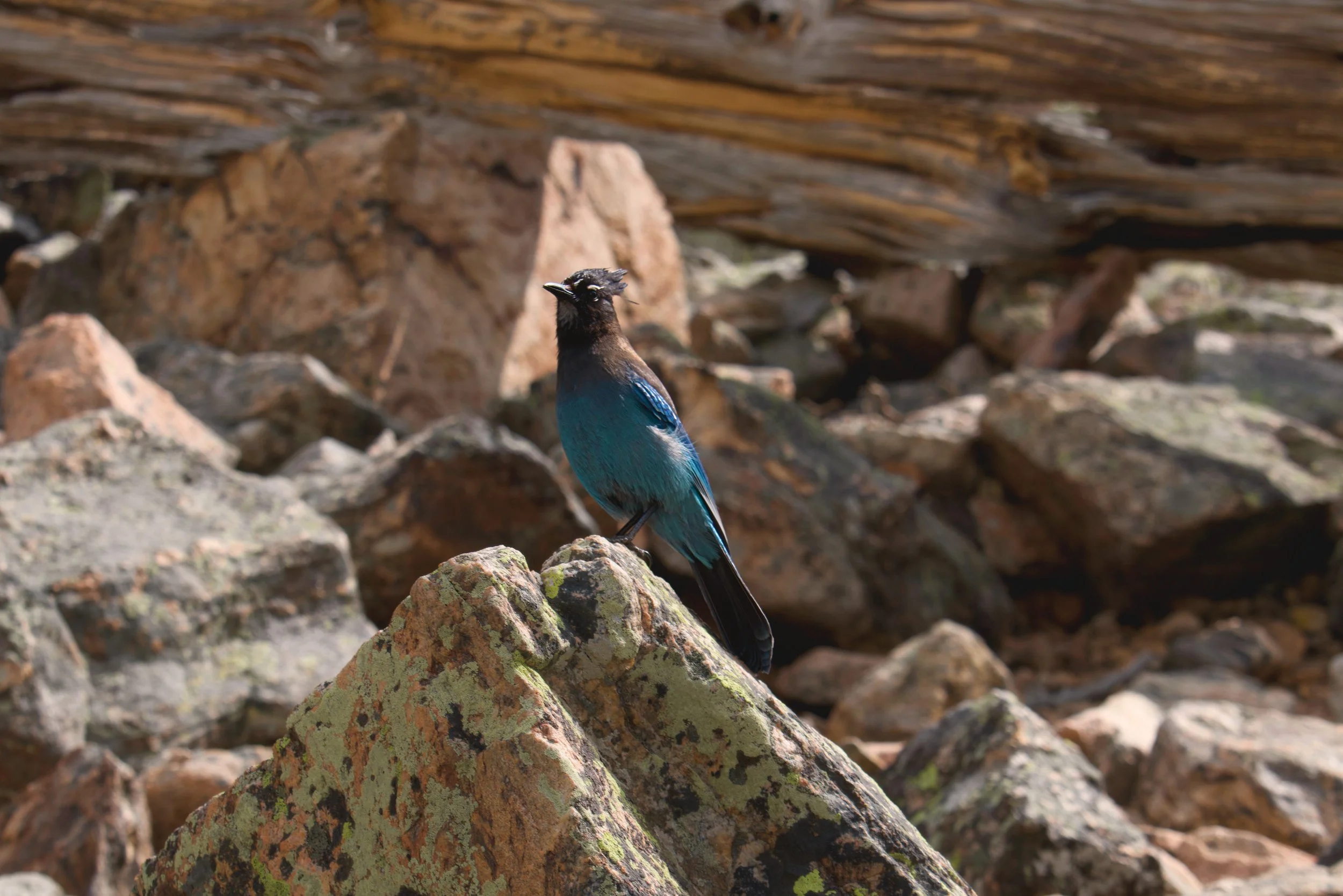 A brightly colored bird with black head and blue body perched on rocks in a rocky landscape.