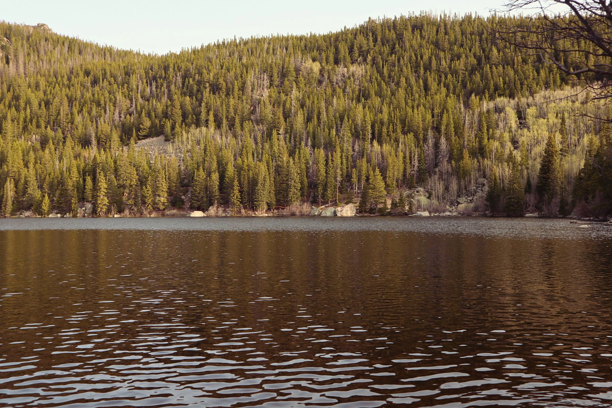 A large body of water with ripples, backed by a dense forest of tall evergreen trees on a hillside under a clear sky.