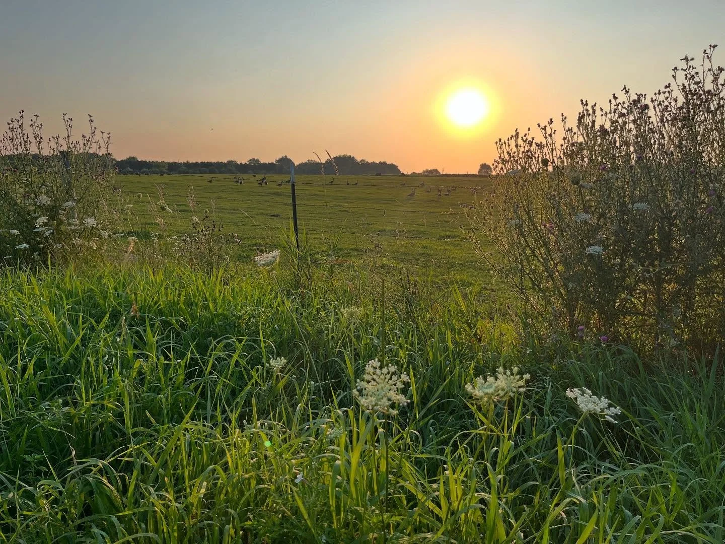 When I hike, weeds become flowers. Breath as necessity dissipates and becomes a gift. Each step becomes the rhythm of my day, of my hour, of my moment.