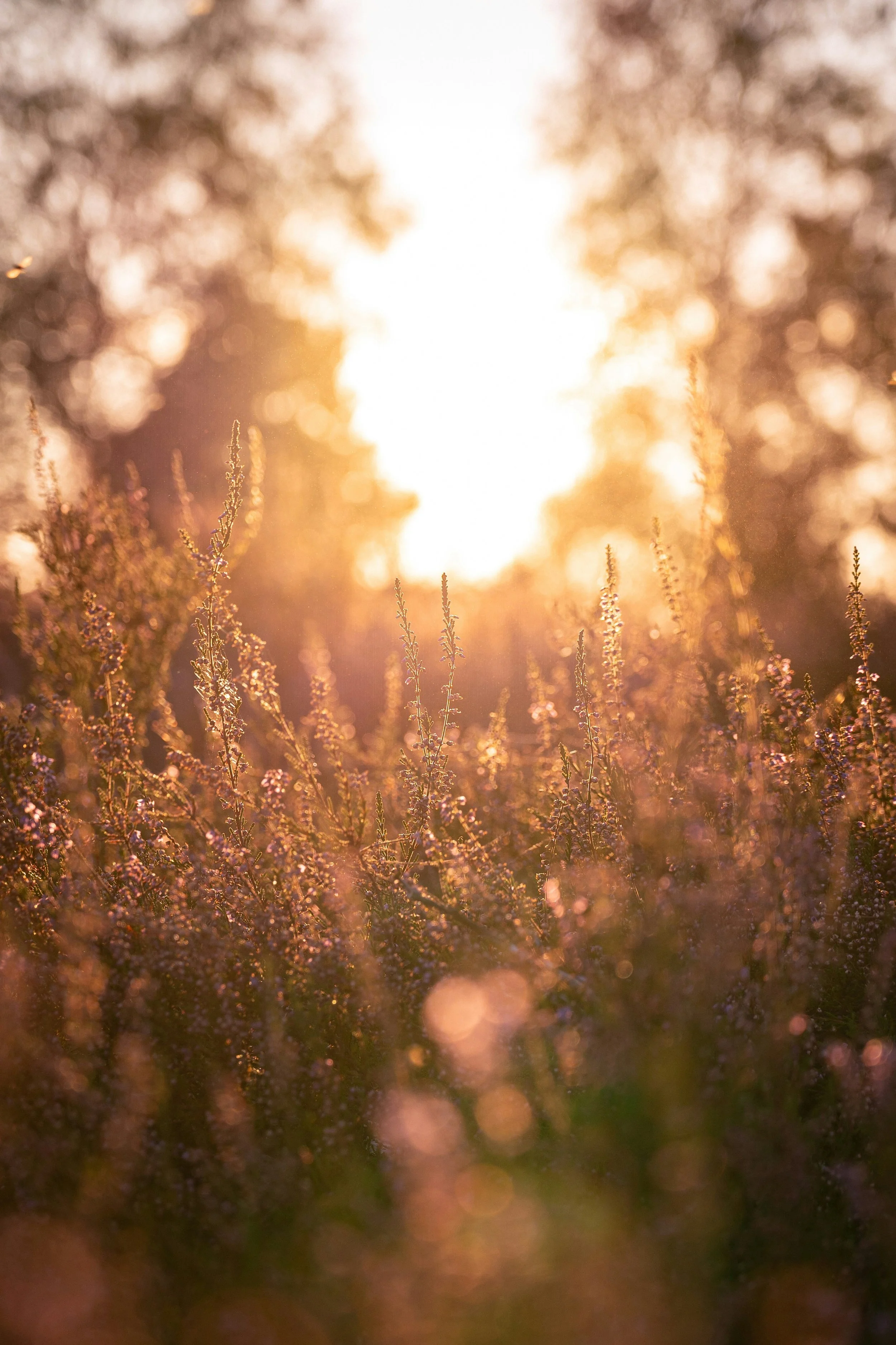 Spiritual Growth