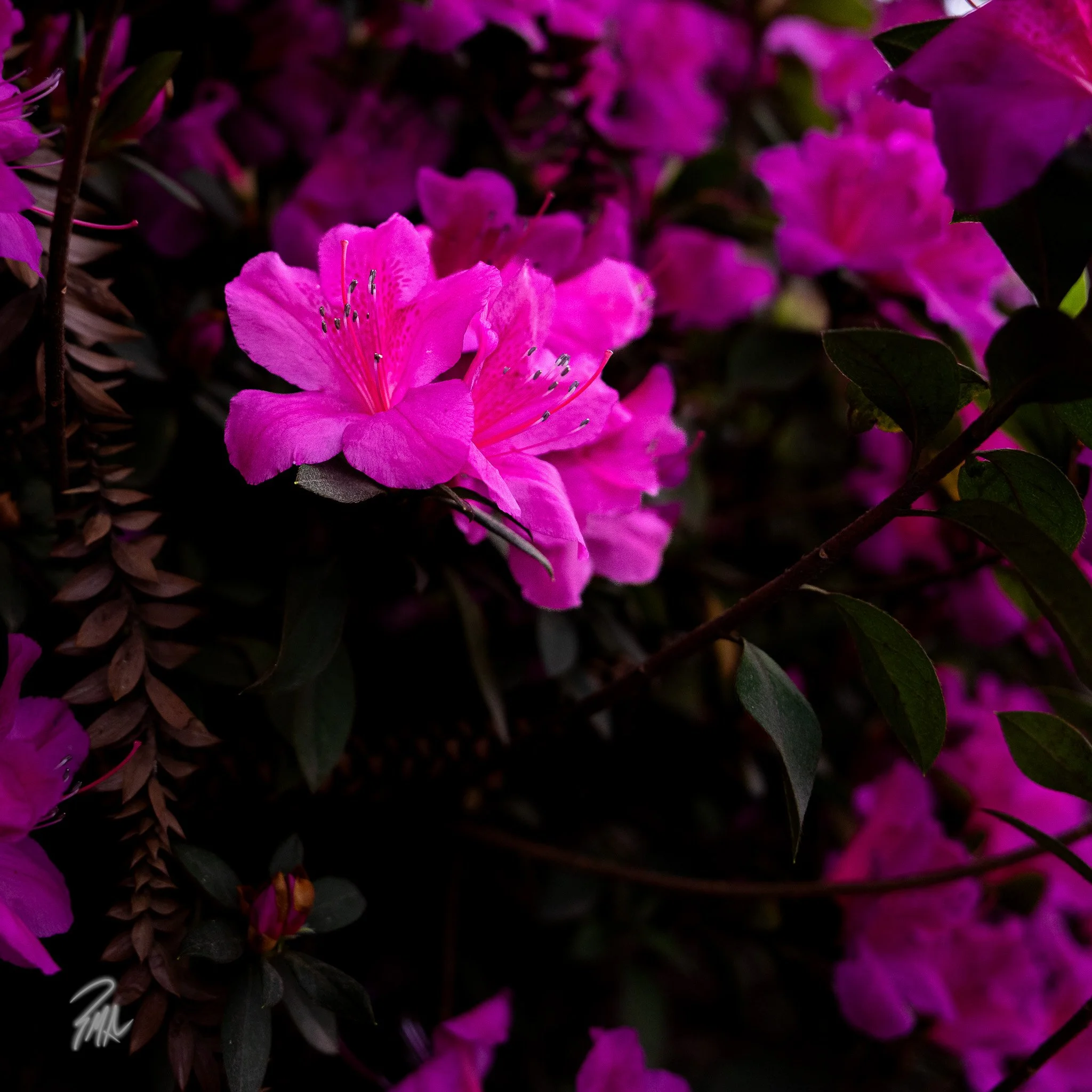 A7R01042.jpg