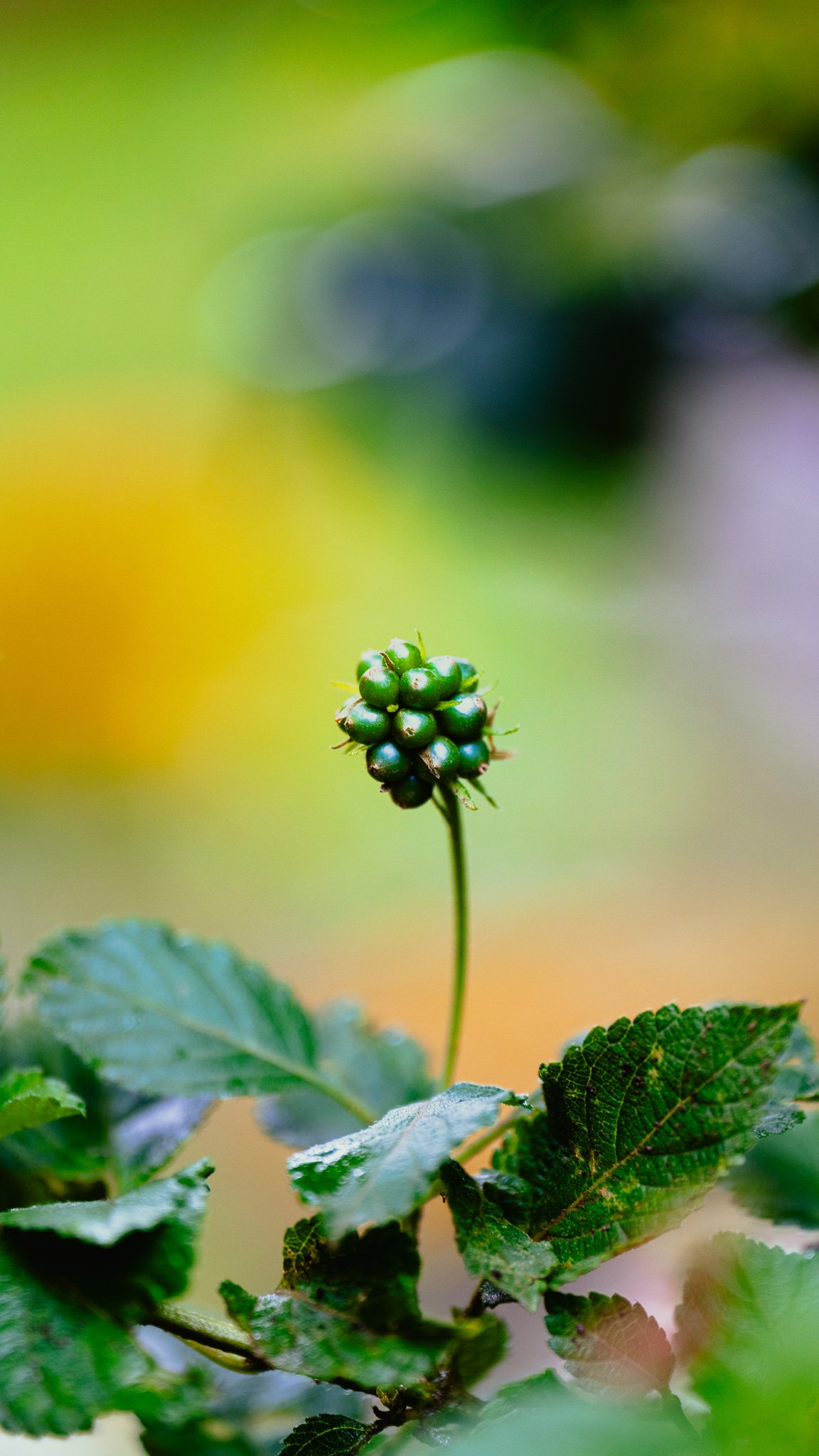A7R08307.jpg