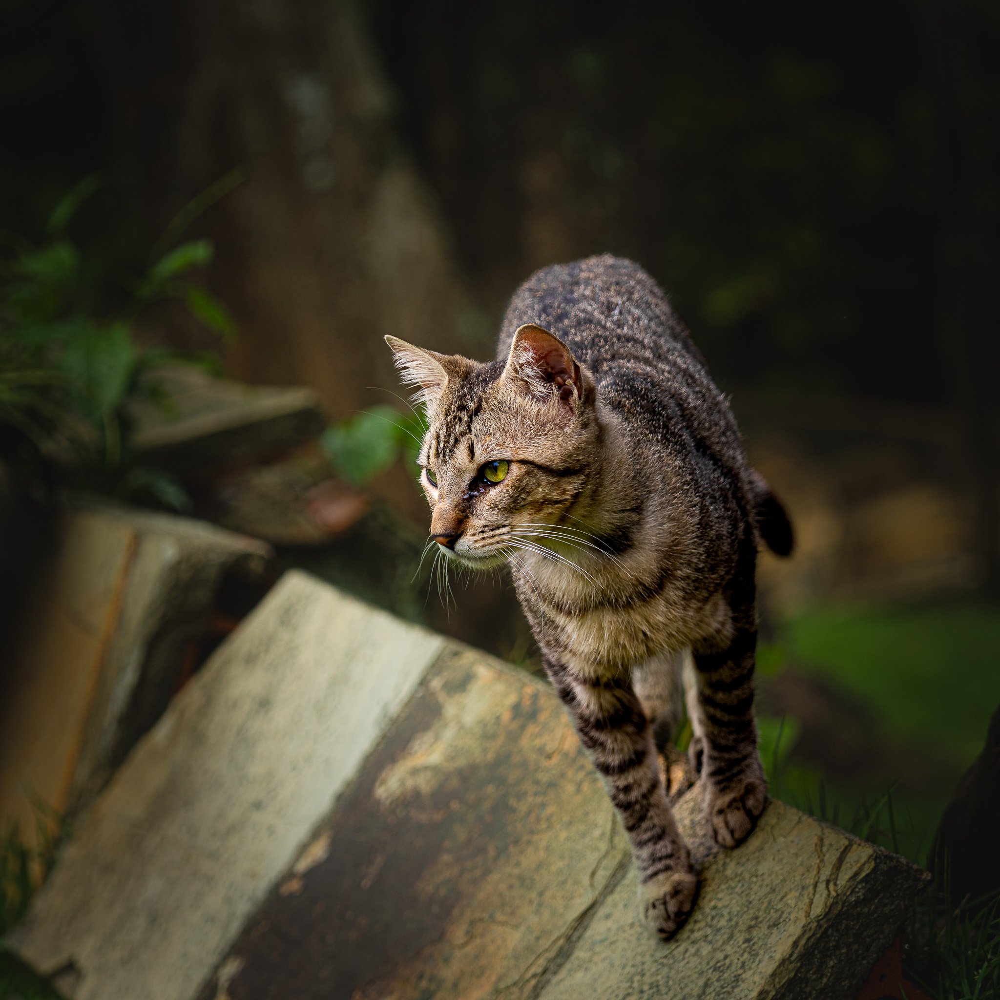 A7R00431.jpg
