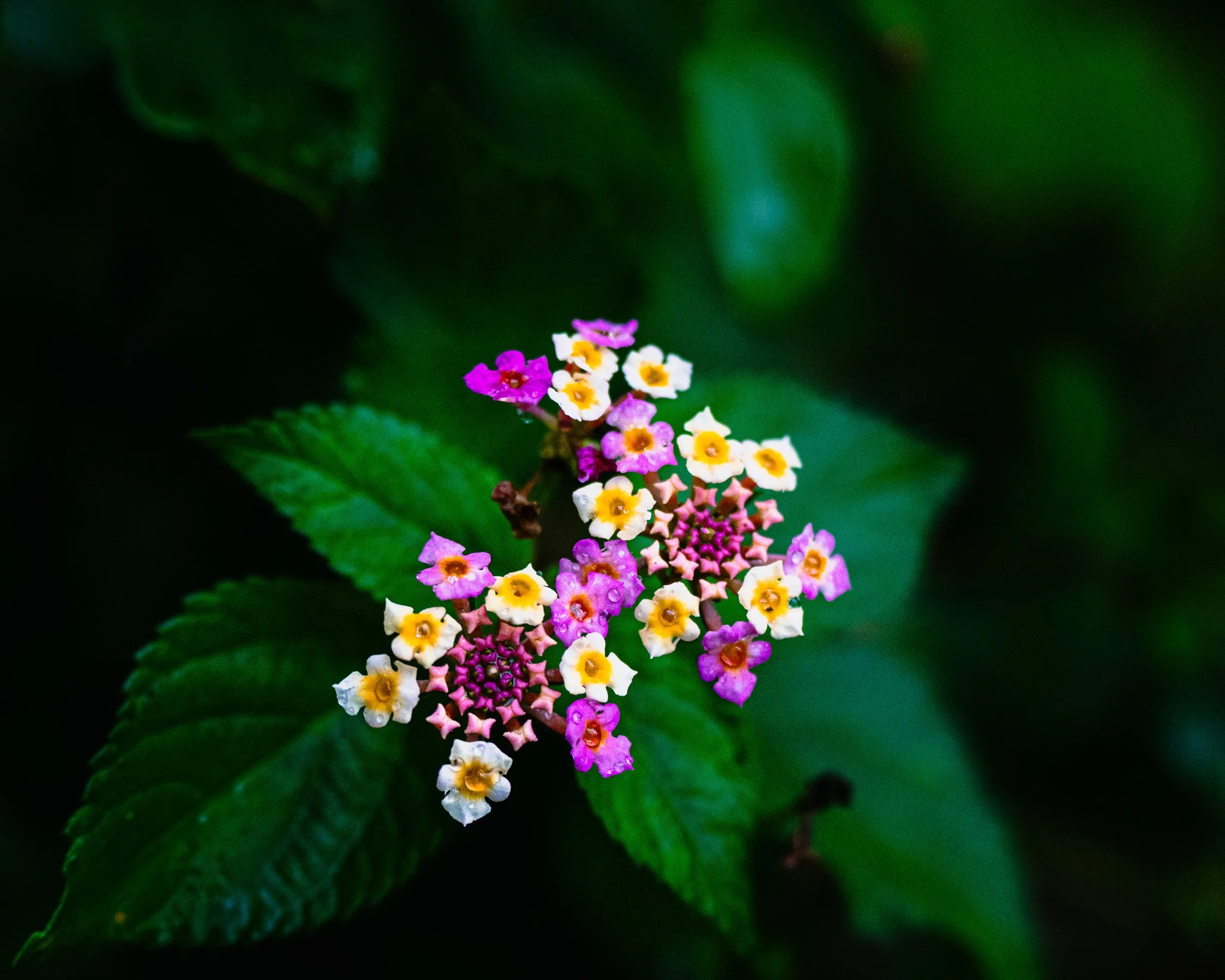 A7R08281.jpg