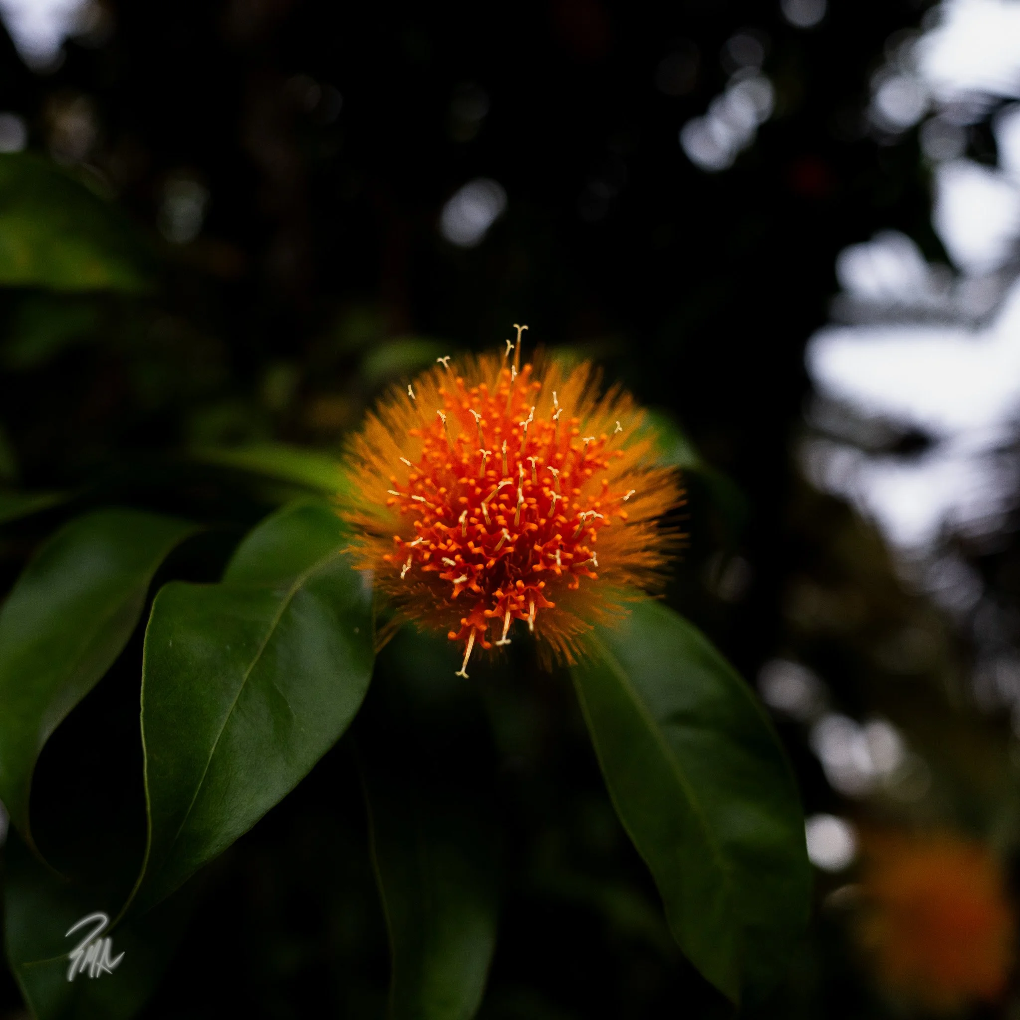 A7R01030.jpg