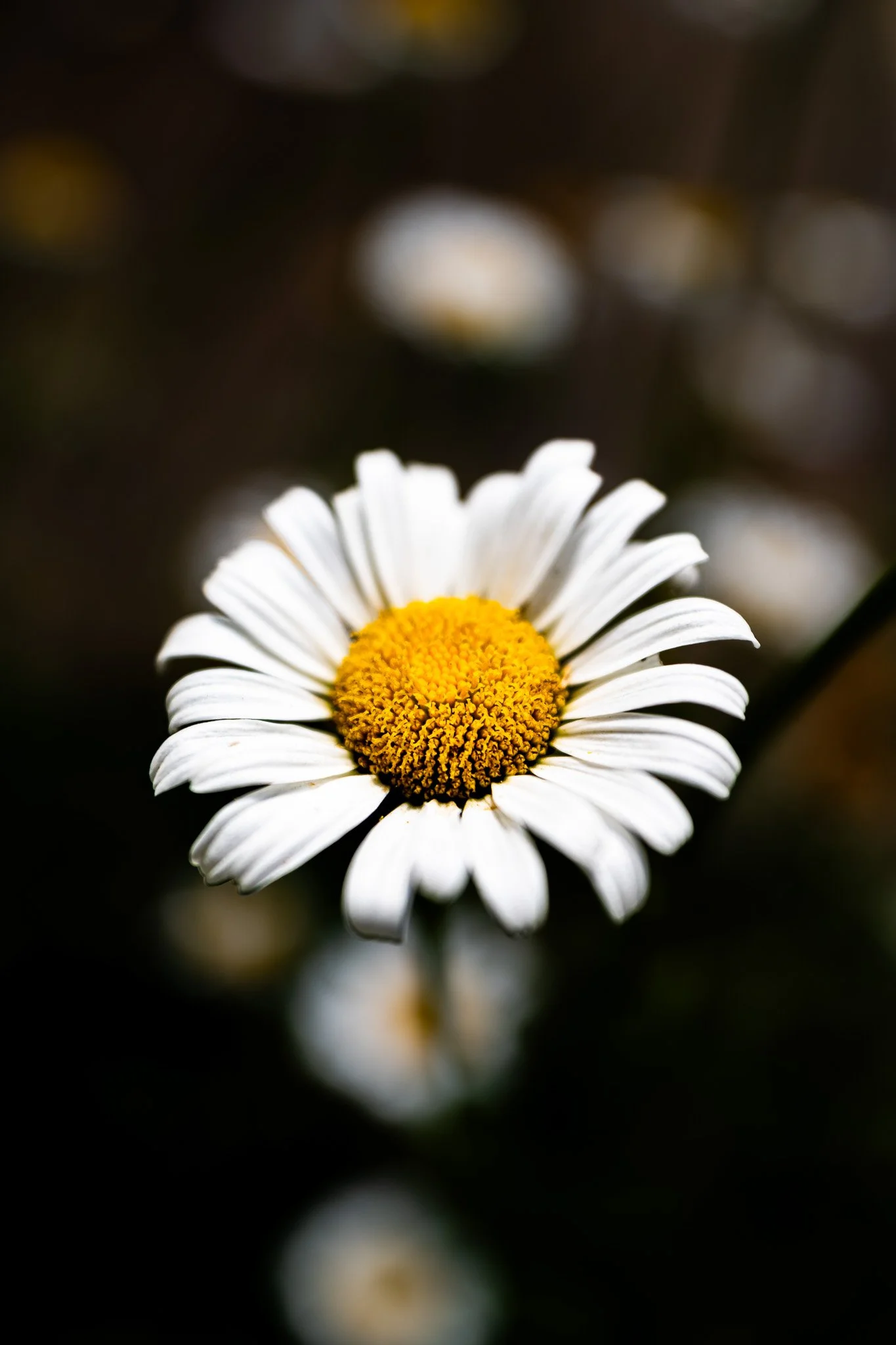 A7R07847.jpg