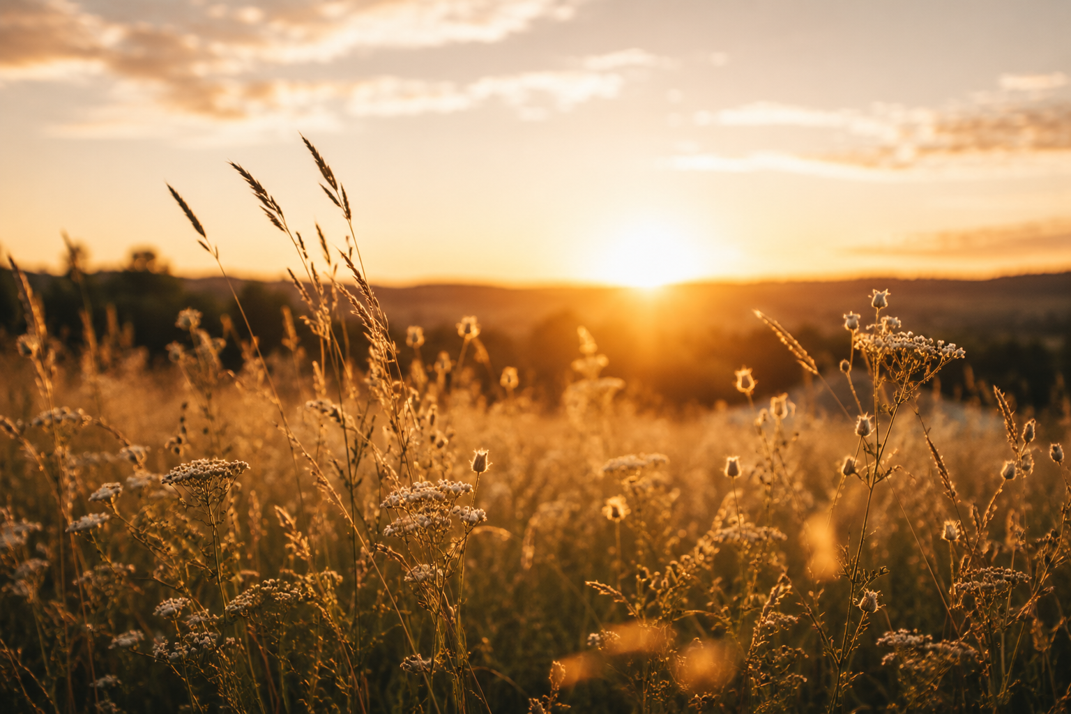 Sonnenuntergang über einer Wildblumenwiese mit hohen Gräsern und Blumen, warmes goldenes Licht, weiche Wolken am Himmel.