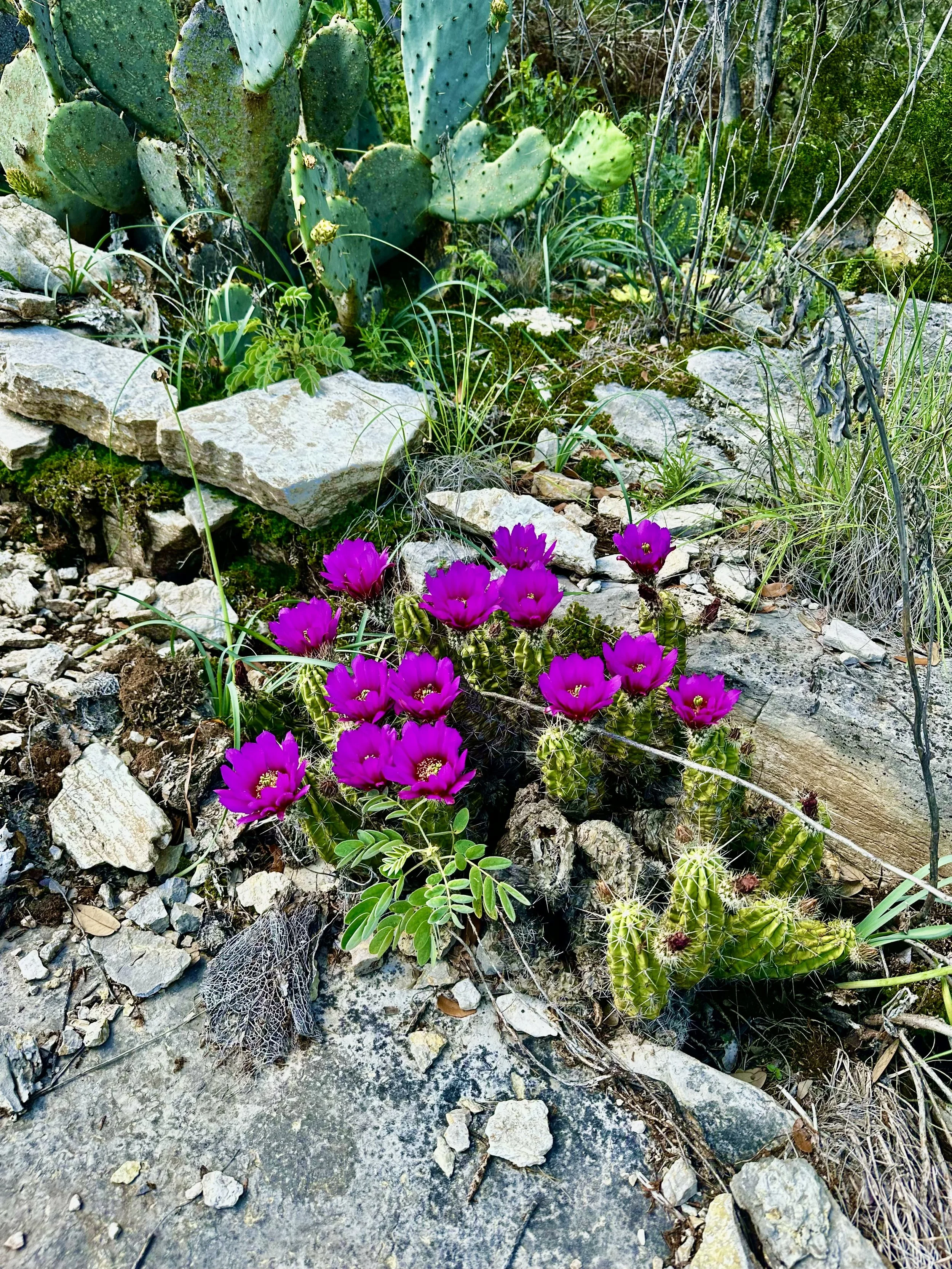 Cluster of pink cactus flowers growing among rocks and dry desert plants.