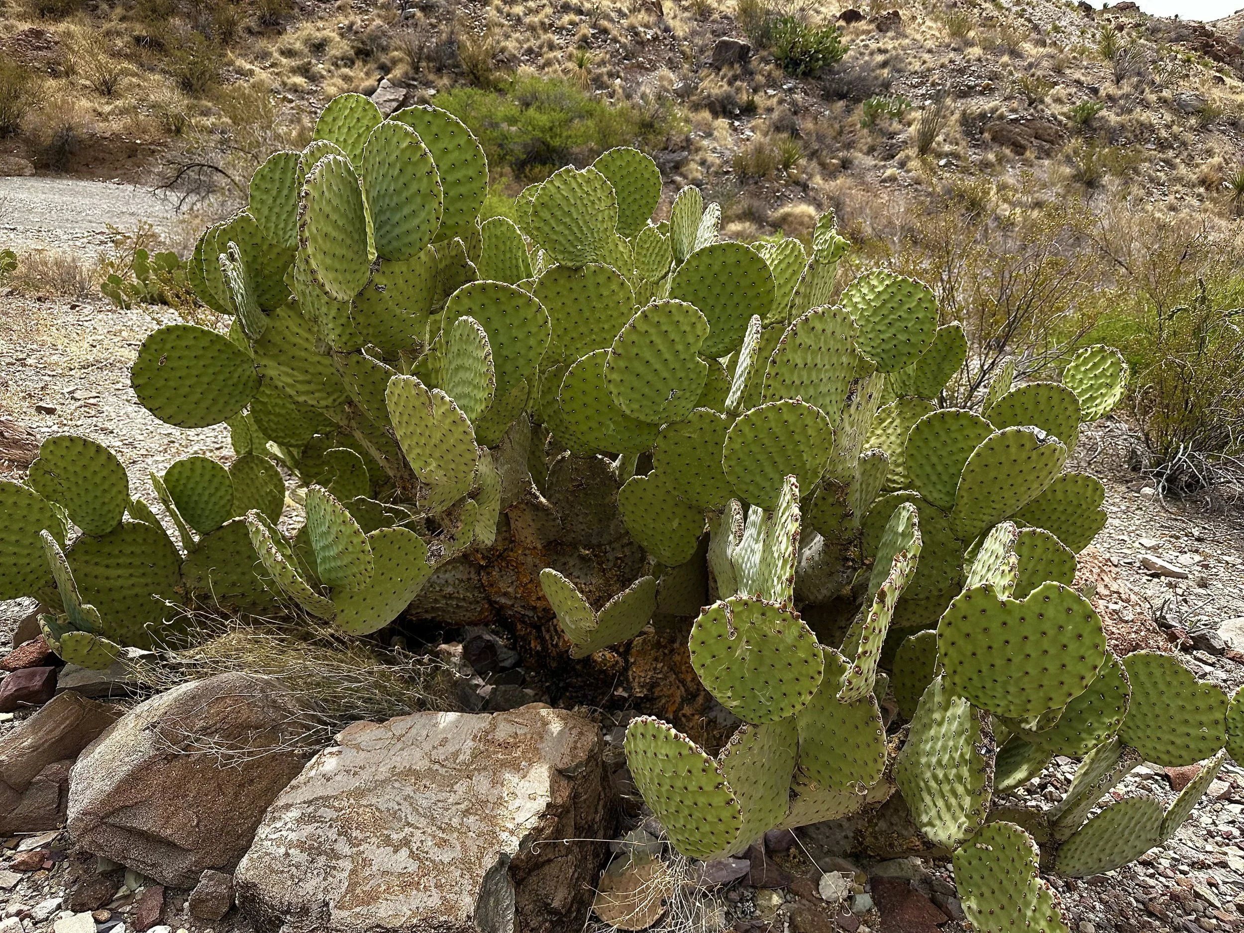 A cluster of green prickly pear cacti growing among rocks in a desert landscape with dry hills and sparse vegetation in the background.